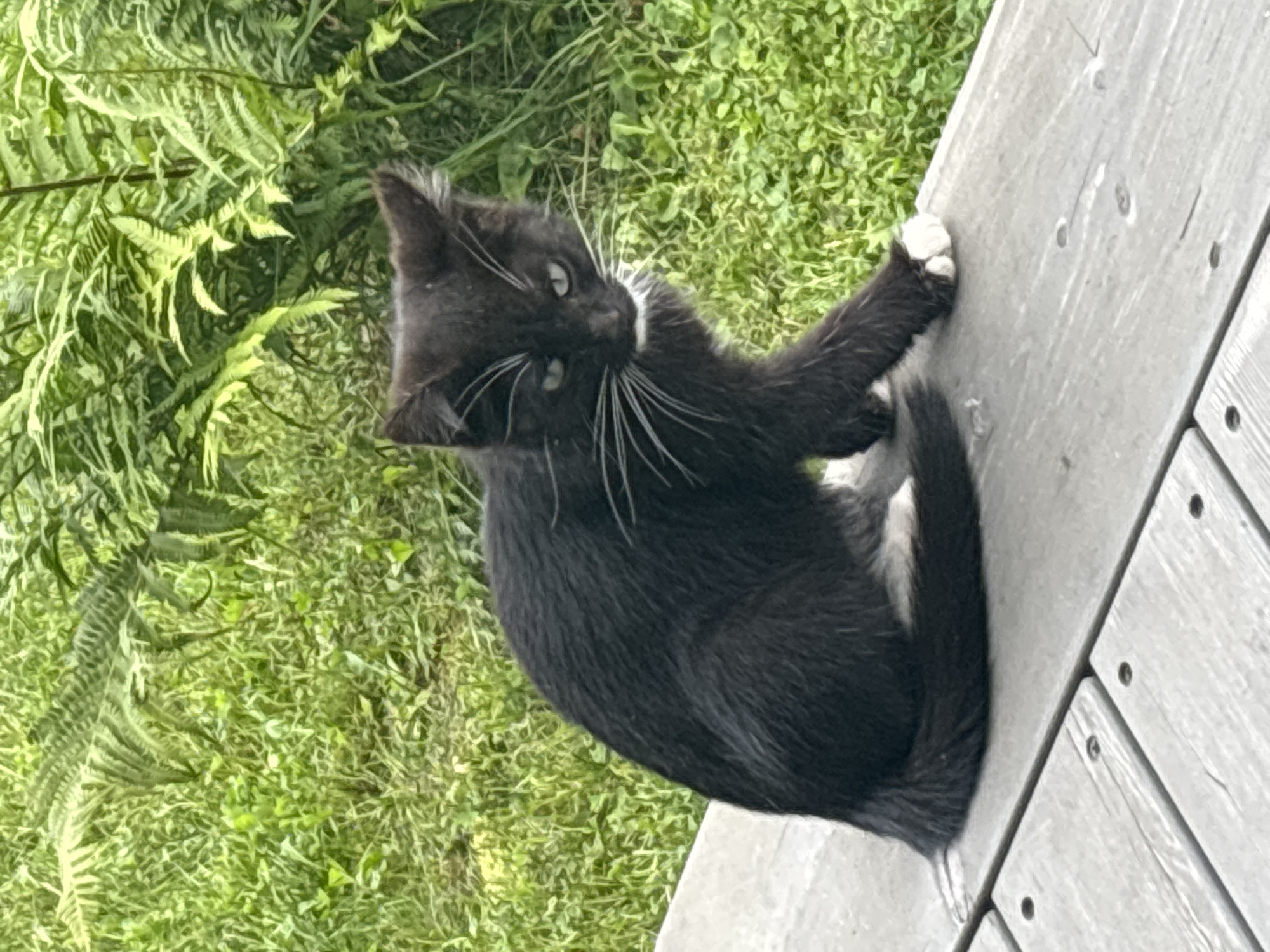 A black kitten with white socks and a white patch on its chest sits on a grey wooden deck. Its tail curls around its body. The background is filled with lush green grass and ferns. The scene appears to be outdoors, possibly in a residential area, given the deck. There is no indication of the city of Zvenigorod, Russia, in the image.