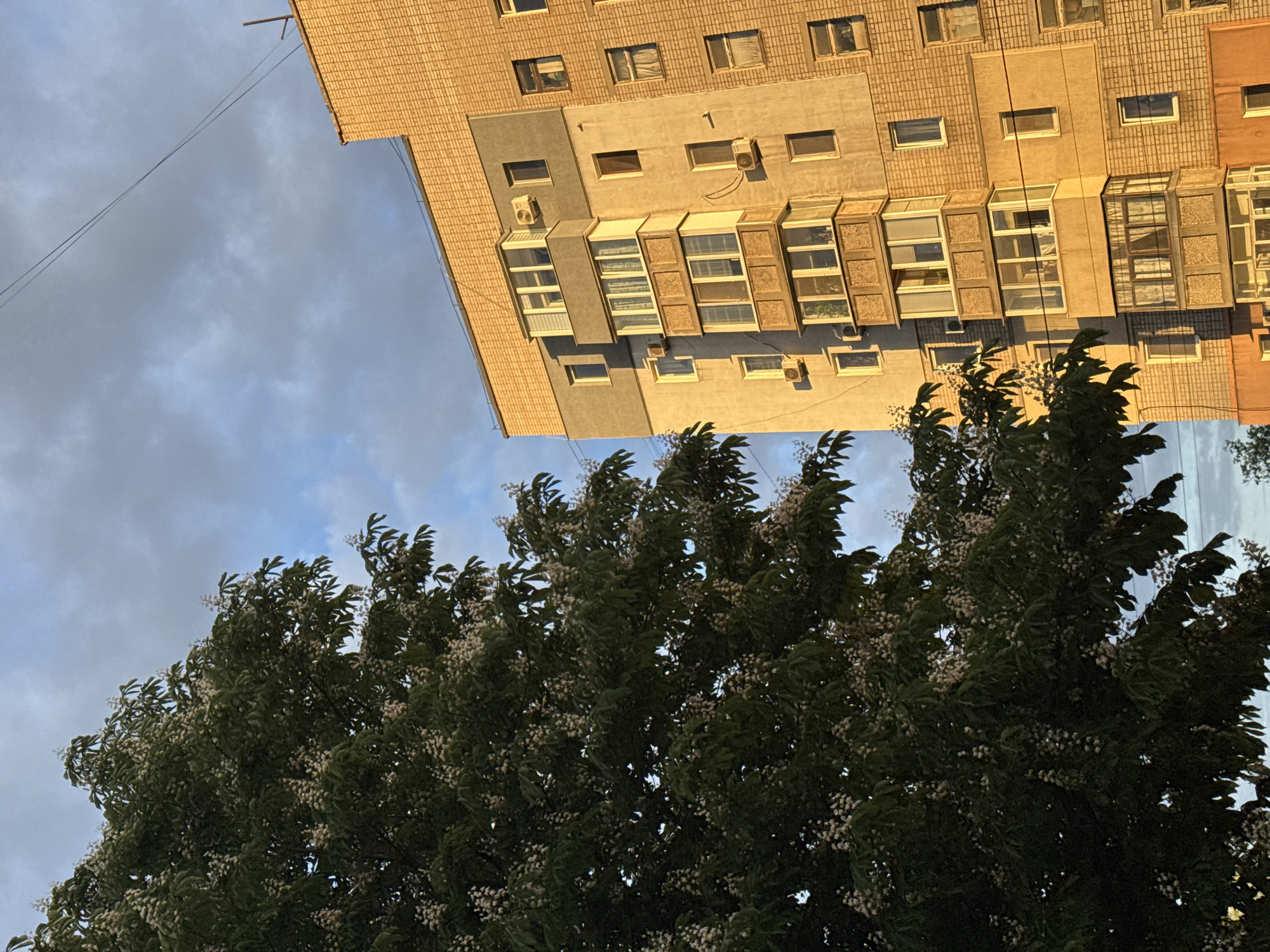 The image shows a view of a residential building in Kryvyi Rih, Ukraine, under a sky with clouds. In the foreground, there is a large tree with dense, dark green foliage and small white flowers. The building, likely a multi-story apartment complex, is visible in the background. The building's façade is a mix of colors and textures. It features various rectangular windows, some with visible air conditioning units installed beneath them. The light suggests that it is either early morning or late afternoon, casting a warm glow on the building's surface. A couple of power lines are visible, traversing the sky near the building's edge.