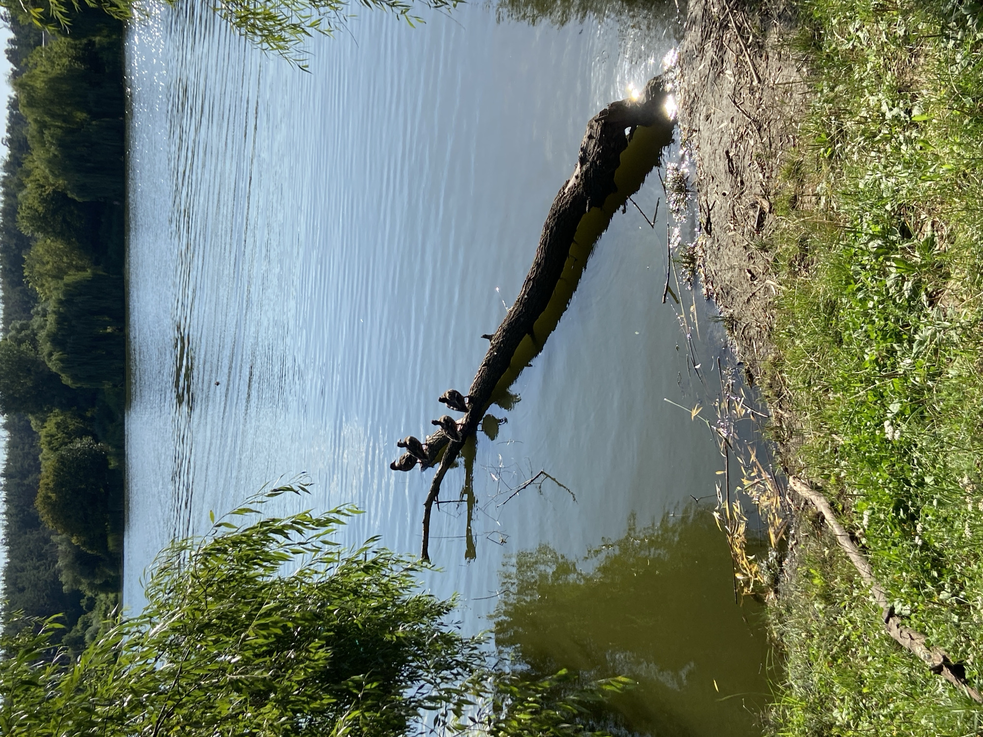 A scenic view captures a natural environment with a calm lake and lush greenery. The lake's surface is a tranquil blue, reflecting the sky and the surrounding trees. A fallen tree trunk lies partially submerged in the water, serving as a perch for a small group of ducks. The ducks, dark in color, are arranged along the trunk, some appearing to be in repose.
The shoreline is a mix of sandy patches and vibrant green grass, dotted with fallen leaves and twigs. Overhanging branches of a weeping willow tree frame the left side of the image, their long, slender leaves creating a curtain of green. In the background, a dense forest of trees stretches across the horizon, their foliage a deep, rich green. The overall impression is one of peaceful serenity, a quiet moment in nature. The scene does not depict any urban elements and appears to be a natural setting outside of a city.