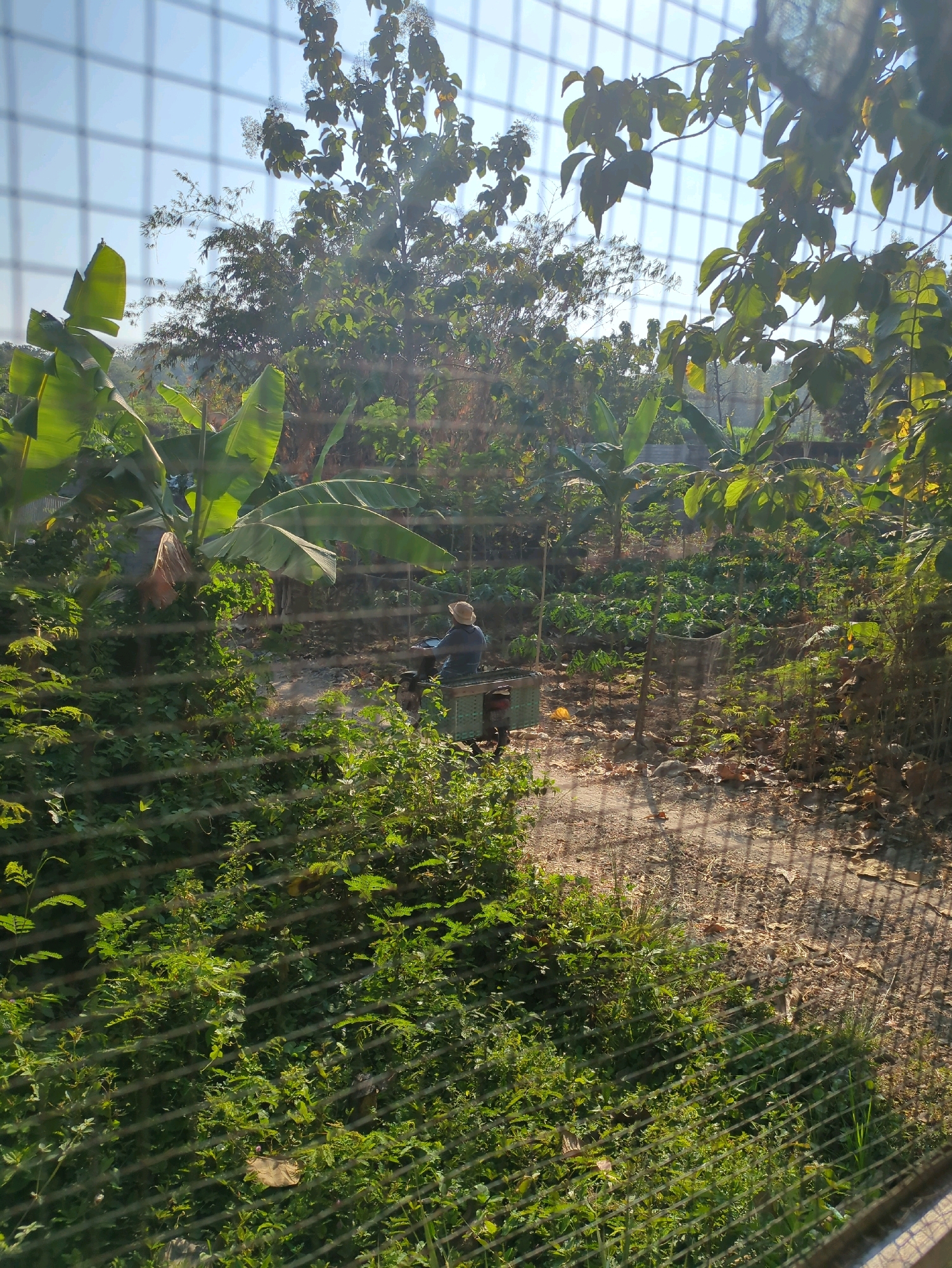 A low-angle, medium shot captures a sun-drenched garden scene through a wire fence. In the center, a person wearing a wide-brimmed hat and a blue shirt sits on a green and brown cart, which is being pulled by a small, dark-colored animal, likely a dog. The cart is laden with what appears to be produce. The garden is lush with banana trees and other greenery, with rows of crops visible in the background. The ground is a mix of dirt and dry leaves. Sunlight filters through the trees and the wire fence, creating a dappled effect. The image appears to be taken in Sindon, Indonesia, evidenced by the tropical vegetation.