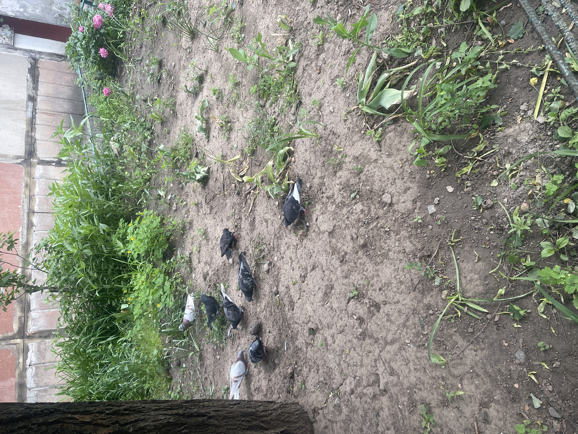 The image captures an outdoor ground scene, likely a garden or an unkempt yard next to a building in Poltava, Ukraine, viewed from an elevated perspective. The ground consists predominantly of light brown, somewhat dry earth, interspersed with patches of green vegetation.
A group of approximately seven to eight pigeons is scattered across the bare ground, appearing to forage. Their plumage displays a variety of colors, including black, gray, and white, with some individuals exhibiting mottled patterns.
Along the left side of the frame, a weathered wall, possibly constructed from concrete blocks or bricks, is visible. This wall is partially obscured by denser green foliage and a bush featuring vibrant pink flowers, suggesting cultivated plants in the area. In the lower foreground, a dark, textured tree trunk is prominent.
The lighting indicates it is daytime, with soft, diffused illumination that casts no harsh shadows, suggesting an overcast sky or an early/late time of day. No visible text is present in the image.