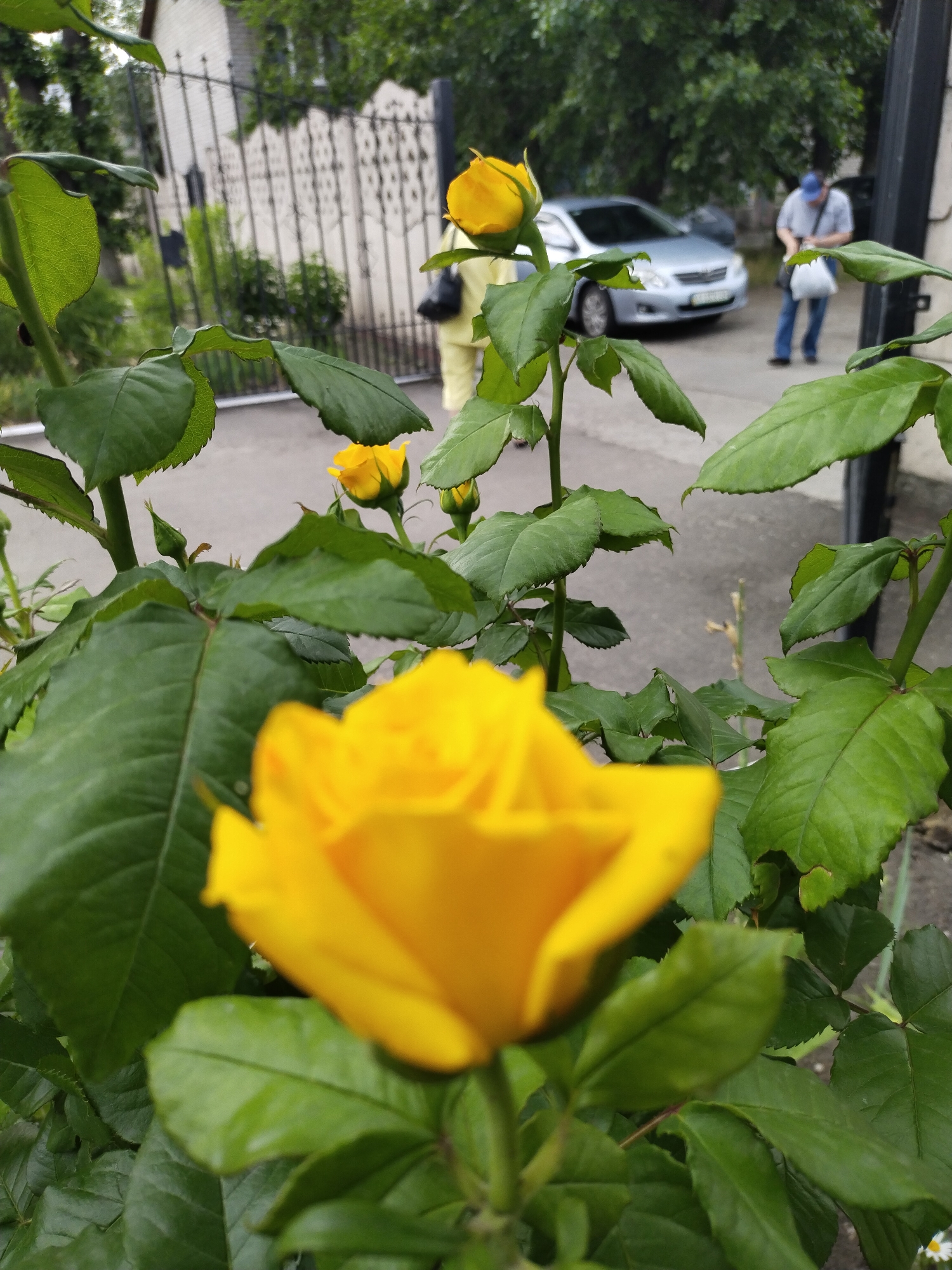 The image depicts a close-up view of a bright yellow rose in bloom, with its petals unfurling. The rose is the primary subject, positioned in the foreground and slightly out of focus, allowing the viewer to appreciate its vibrant color and delicate texture. Behind the rose, a lush green rose bush with numerous leaves and smaller buds is visible, also slightly blurred.
In the background, a paved surface, likely a sidewalk or street, is present, with a few fallen leaves scattered on it. Further in the distance, a silver sedan is parked. To the left of the car, a person in a yellow outfit is visible, partially obscured by foliage. To the right of the car, another individual is standing, wearing a blue cap, a light-colored shirt, and blue pants, carrying a white bag. Behind them, a black metal fence with an ornate design runs across the scene, and a building with light-colored brickwork is visible behind the fence. Trees with green foliage are interspersed throughout the background, suggesting an outdoor urban setting, potentially in a park or residential area within the city of Horishni Plavni, Ukraine. The overall atmosphere appears to be overcast, with soft lighting.