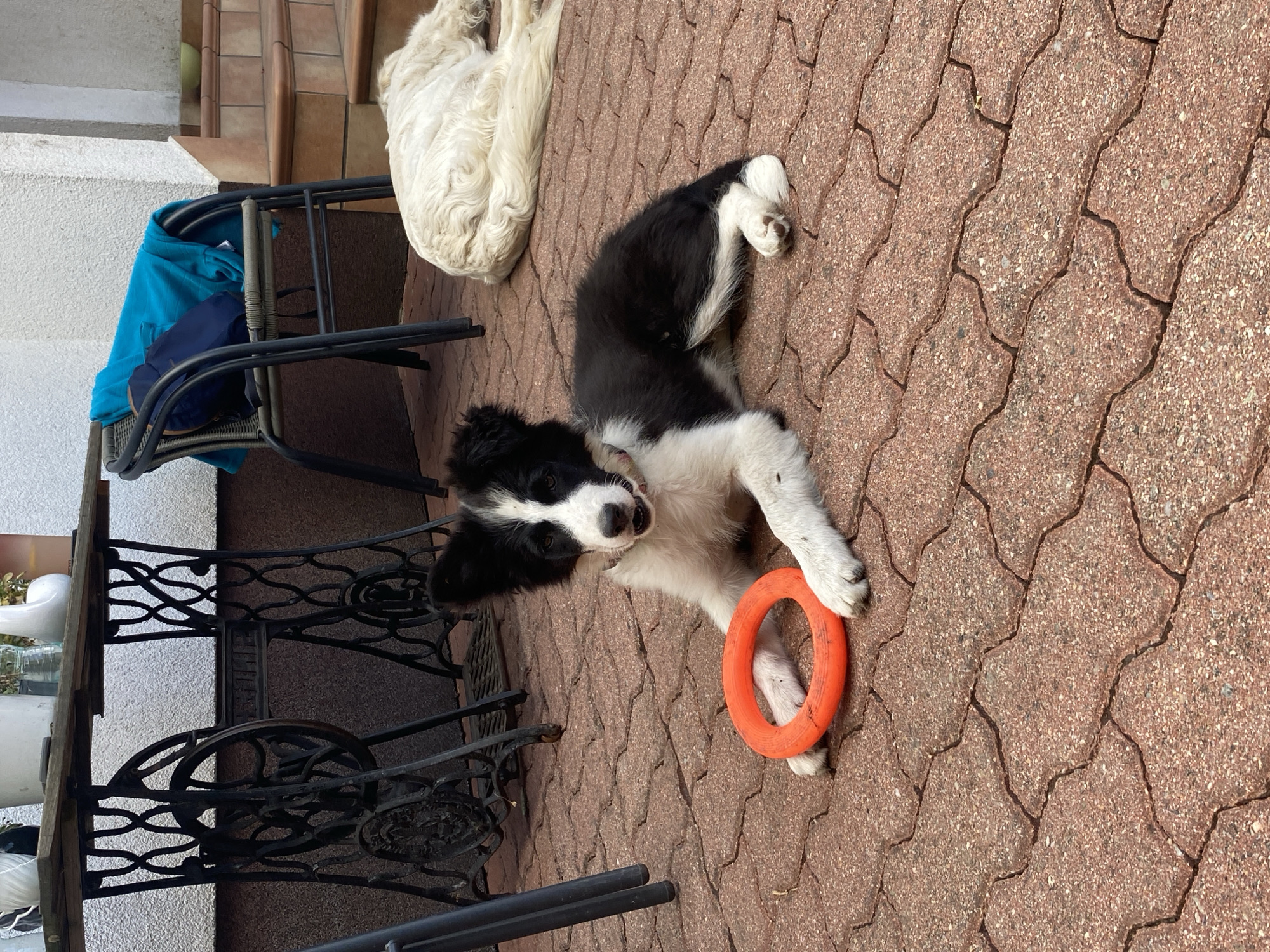 This image depicts an outdoor patio area paved with reddish interlocking bricks in Wielka Wieś, Poland. In the foreground, a black and white border collie puppy lies on the bricks, with its front paws resting on an orange circular toy. The puppy is looking towards the camera with its ears perked up. Behind the puppy and to the right, a large, shaggy, light-colored dog is lying down, facing away from the camera. In the background, an old-fashioned black sewing machine base serves as a table support, with a wooden tabletop above it. A dark metal chair with a blue cloth and a dark backpack draped over it is situated behind the puppy. To the right of the chair, a set of steps with brown treads leads upwards.