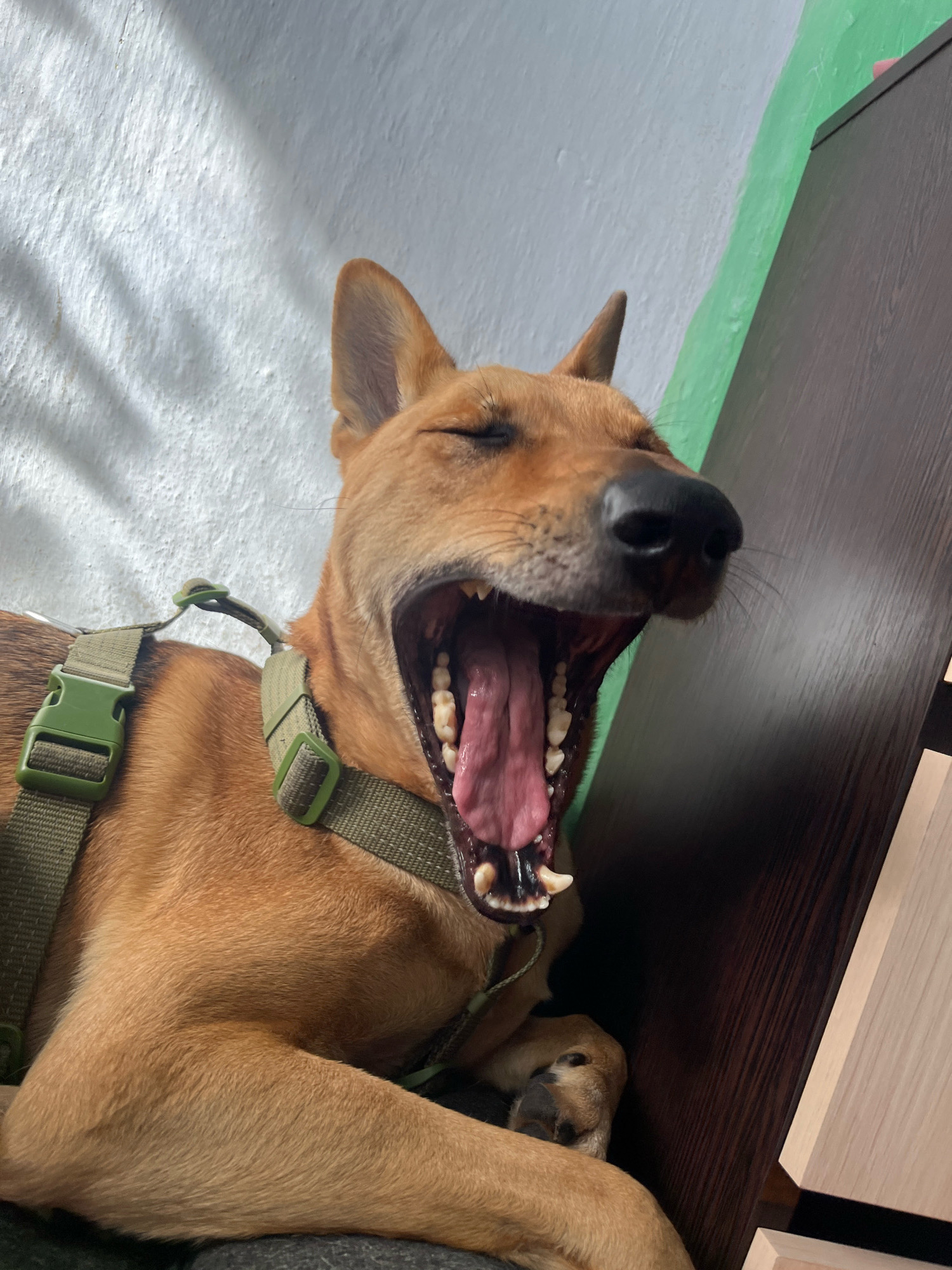 A brown dog with its mouth wide open in a yawn is shown in a close-up shot. The dog is wearing a green harness. The background consists of a textured white wall, a green surface, and a dark brown wooden surface. The lighting suggests an indoor environment with a visible shadow on the white wall. No specific location in Nizhny Tagil, Russia is identifiable.