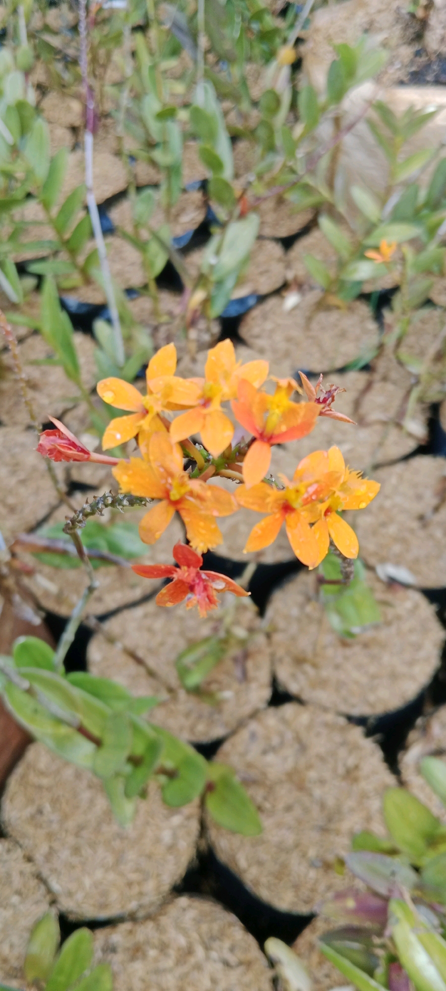 In Cimacan, Indonesia, a cluster of small, vibrant orange flowers, possibly orchids, are the central focus of this image. The flowers are delicate, with some exhibiting water droplets on their petals, suggesting recent rain or watering. They bloom on thin, spiky stems, with one smaller, red-tinged flower also present. Surrounding the flowers are numerous small, round pots filled with a light brown, fibrous material, likely a planting medium. Emerging from these pots are the slender, green leaves of seedling plants. The background is blurred but appears to be an outdoor setting with more rows of these potted seedlings, suggesting a nursery or garden environment.
