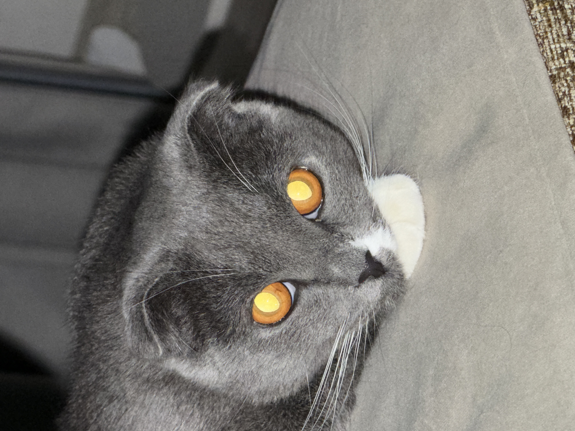 A close-up, angled, studio shot features a gray Scottish Fold cat with bright, amber-colored eyes and white markings on its nose and muzzle. The cat is partially resting on a light gray surface, likely upholstery. The background is out of focus, but hints of gray and brown suggest interior elements. The lighting is bright and even, highlighting the cat's fur texture and eye color. The cat's expression is alert. The image does not provide any information about Chaikovsky, Russia.