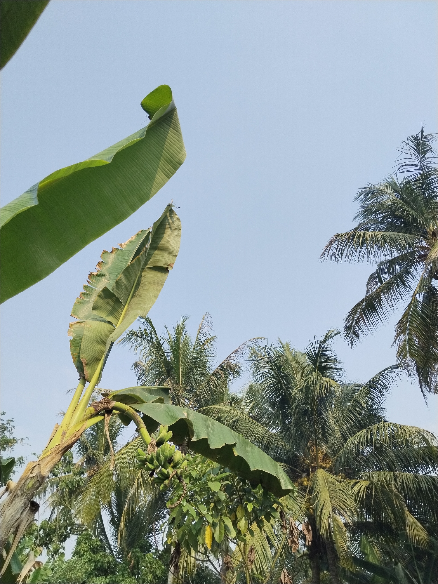 The image captures an outdoor scene under a clear, pale blue sky. In the foreground, a large, green banana leaf is prominently displayed, extending from the left side of the frame upwards and curving towards the center. Below and slightly to the right of this large leaf, another, more elongated banana leaf is visible, with visible veins and some minor damage along its edges. This leaf is attached to a thick, textured stalk from which a bunch of green bananas is hanging.
Behind the banana plants, a cluster of coconut trees fills the mid-ground and background, their fronds a dense green against the sky. Some of the coconut trees appear to be bearing coconuts, indicated by small yellow-brown spheres nestled amongst the fronds. The overall impression is one of a lush, tropical environment. The image seems to depict a natural, possibly rural setting, given the abundance of plant life. No people or specific structures are visible in the image. The lighting suggests it is daytime, with the sun positioned to illuminate the scene from the side. The location is identified as Kampung Baru, Indonesia.