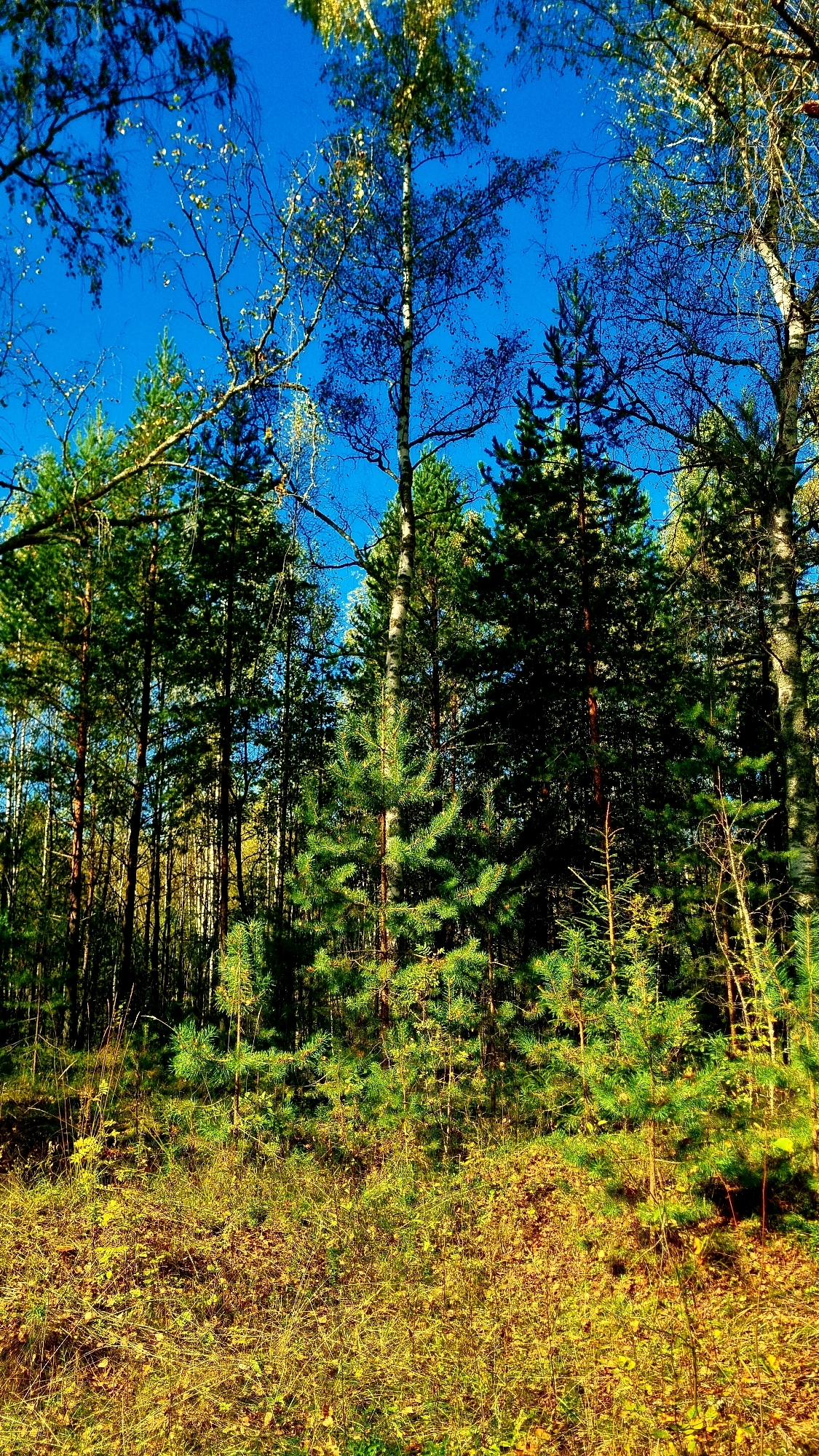 The image depicts a forest scene with tall trees, predominantly conifers, and a bright blue sky. The ground is covered in dry grass and fallen leaves, indicating an autumn setting. The lighting suggests it is daytime, with sunlight filtering through the trees, creating shadows. There are no people or animals visible in the image. The location is identified as being in the city of Vysokoe, Russia.