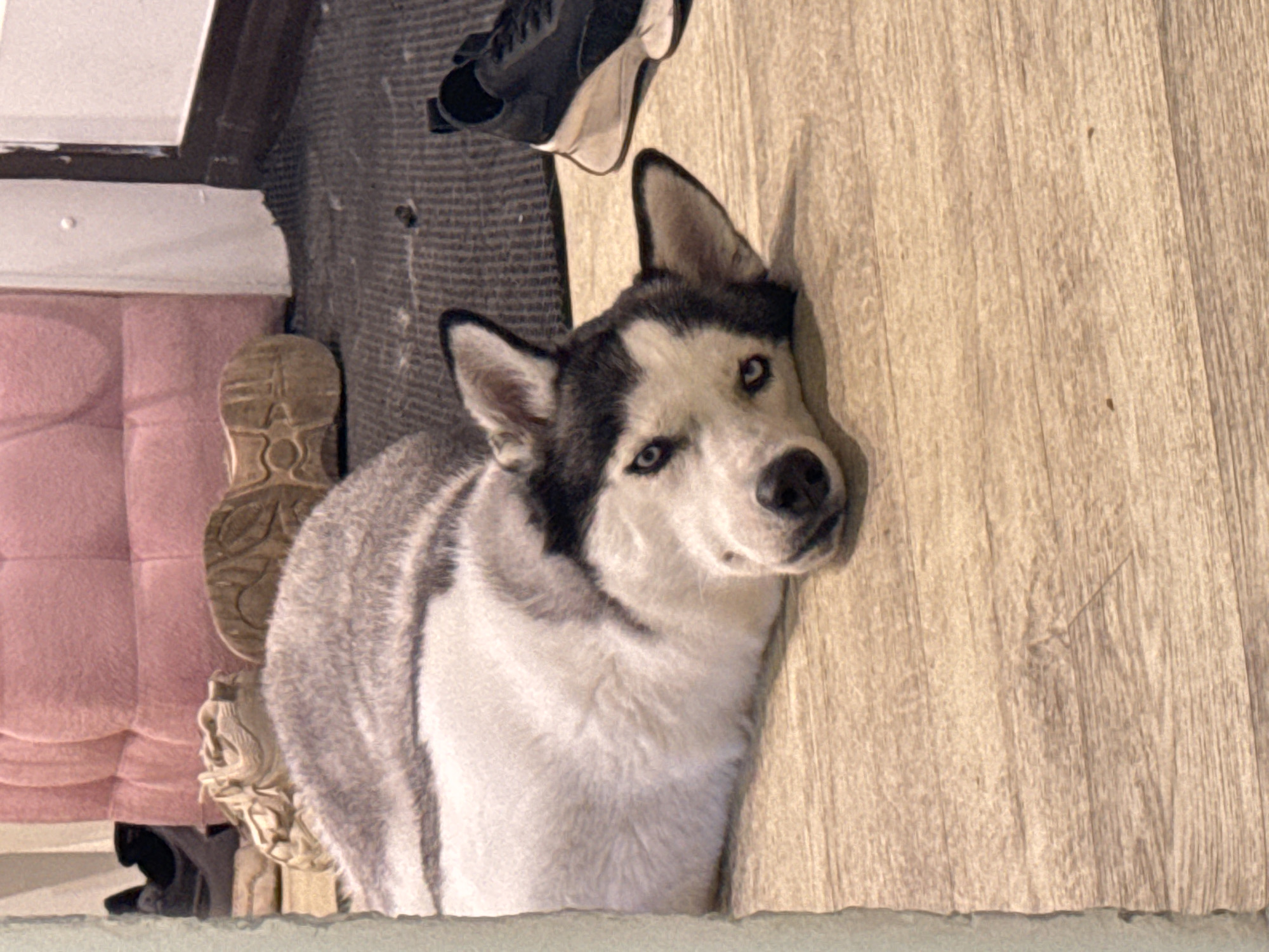 The image shows a husky dog lying on a light brown hardwood floor. Adjacent to the dog, a small section of a gray rug is visible, with a black sneaker resting on it. To the left of the rug, part of a pink quilted surface and the sole of another shoe can be seen. The dog is predominantly white and gray, with a black mask around its eyes and a black nose. The floor appears to be clean and uncluttered. The location is likely indoors but the city and state are unknown.
