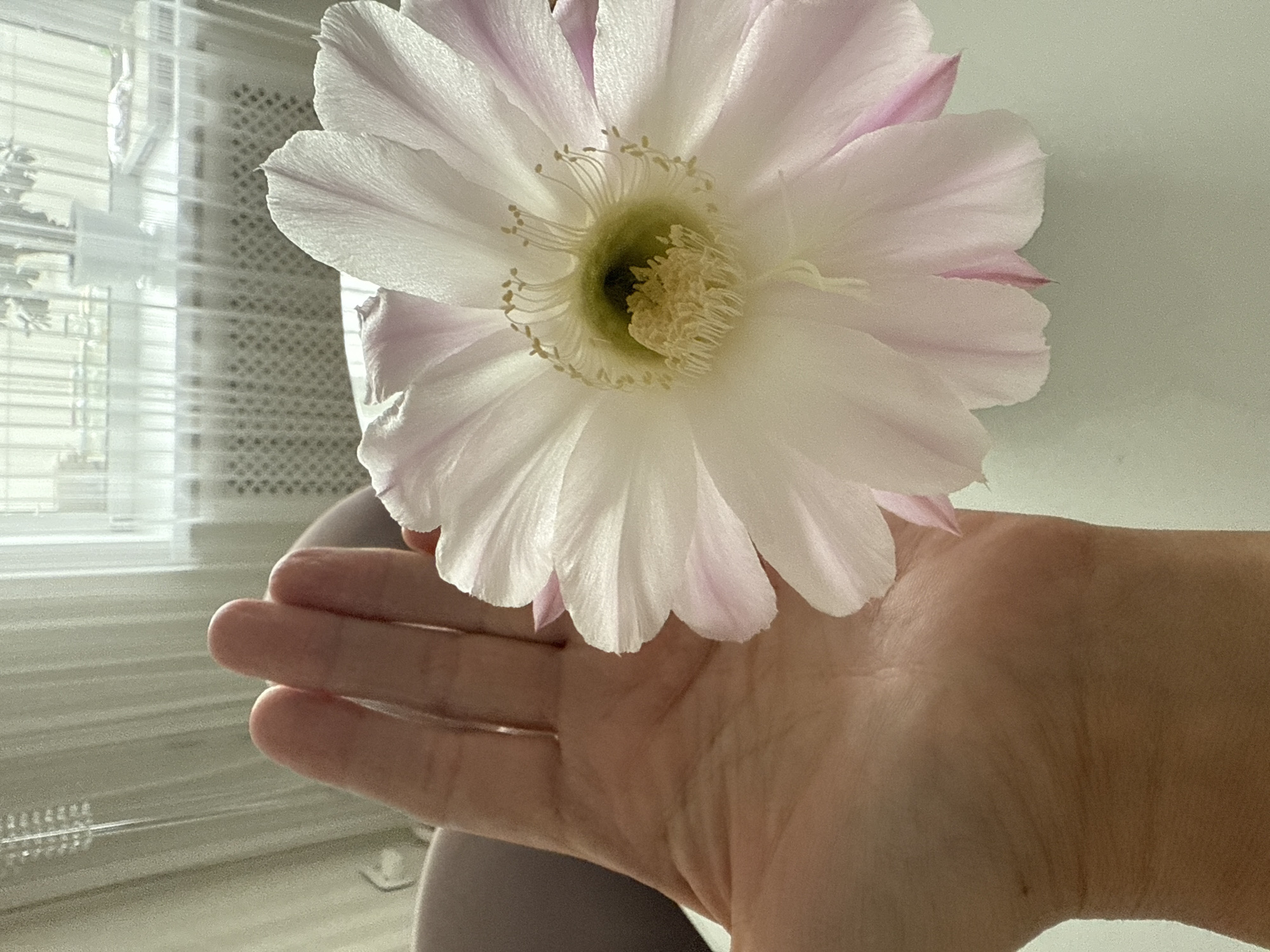 A person's hand, with visible palm lines and slightly reddened skin, supports a large, delicate, pale pink and white cactus flower. The flower's numerous petals are soft and slightly translucent, with hints of deeper pink towards the tips. The center of the flower reveals a mass of yellow stamens surrounding a dark pistil. The hand and flower are positioned on a light-colored surface, possibly a table, in what appears to be an indoor setting. In the background, a window with sheer white curtains is visible, revealing a hint of a radiator and a blurred potted plant on a windowsill. The lighting suggests an overcast day. The image was taken indoors, in Chelyabinsk, Russia.