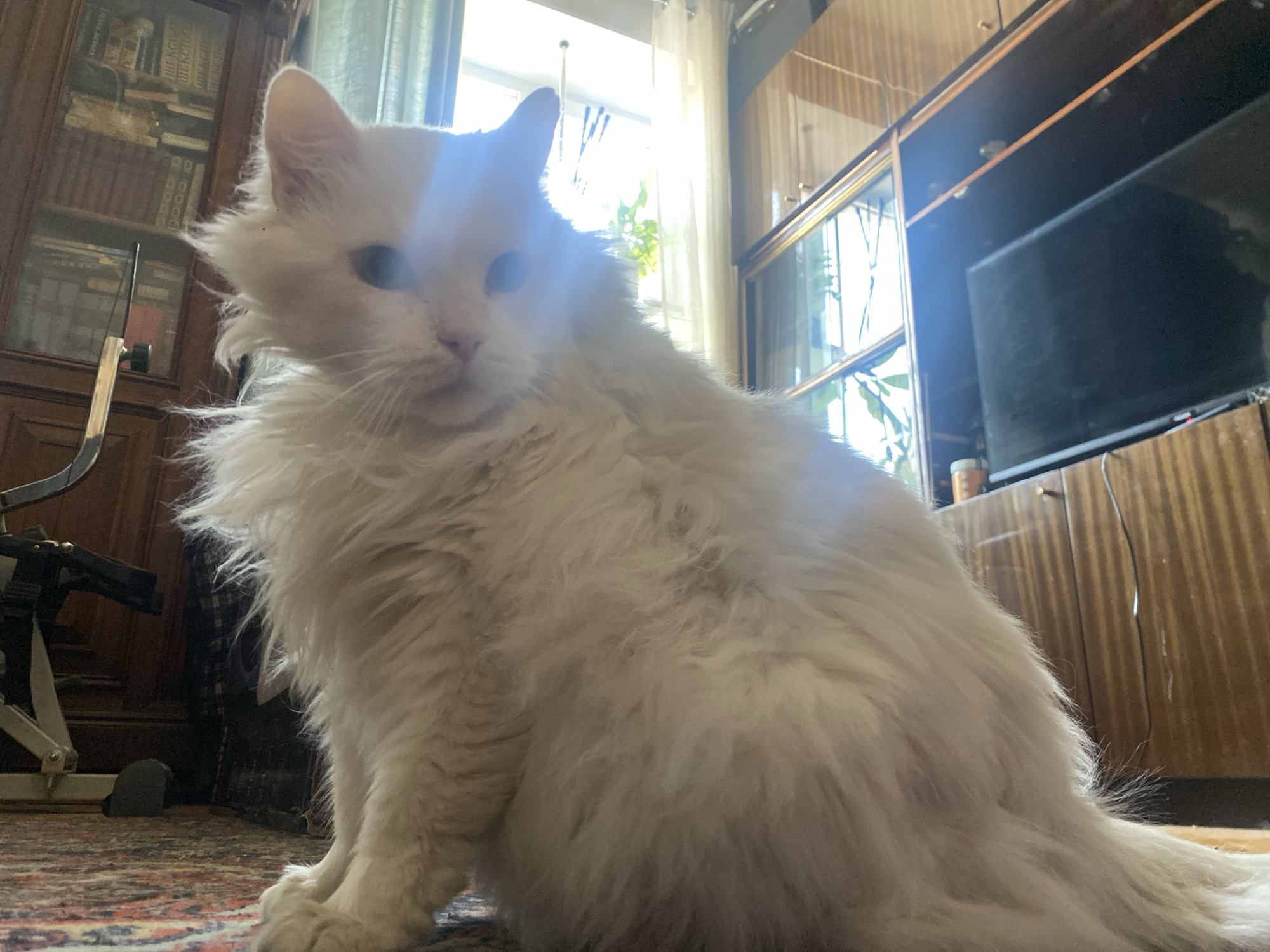 A fluffy, white cat is the primary subject of the image, sitting on a patterned rug. The setting appears to be an interior living space. A dark wooden bookcase filled with books is visible to the left of the cat, while a cabinet with a television and glass-fronted shelving is to the right. A window with sheer curtains stands behind the cat. The image does not provide information to verify if the location is in Khimki, Russia.