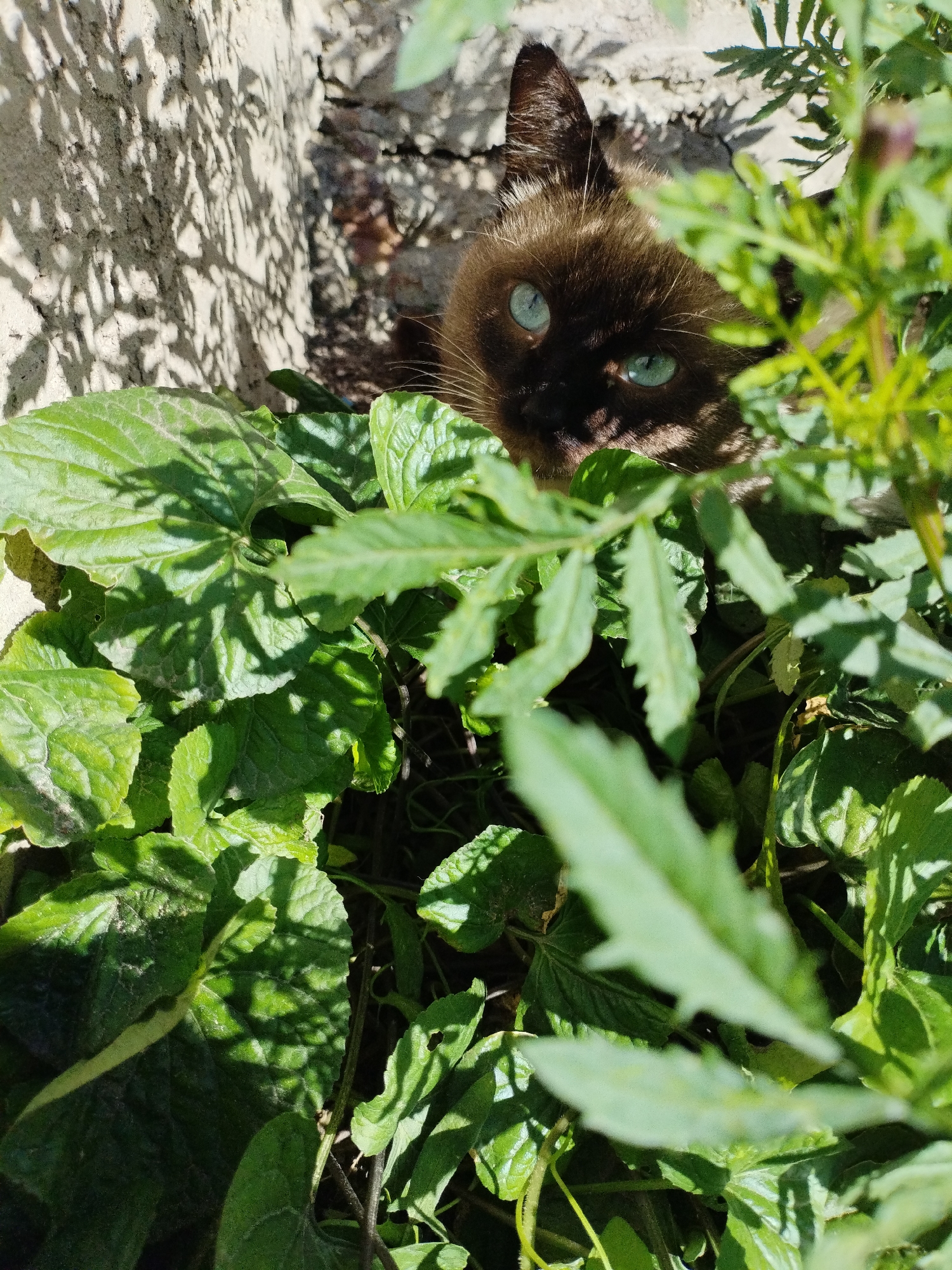 A Siamese cat with striking blue eyes peeks out from lush green foliage. The cat's brown fur is visible as it hides amongst the leaves, suggesting it is outdoors in a garden or natural setting. The background appears to be a rough, textured wall, possibly made of stone or plaster, with dappled sunlight casting shadows across it. This scene is observed on an exterior wall in Bialynichy, Belarus.