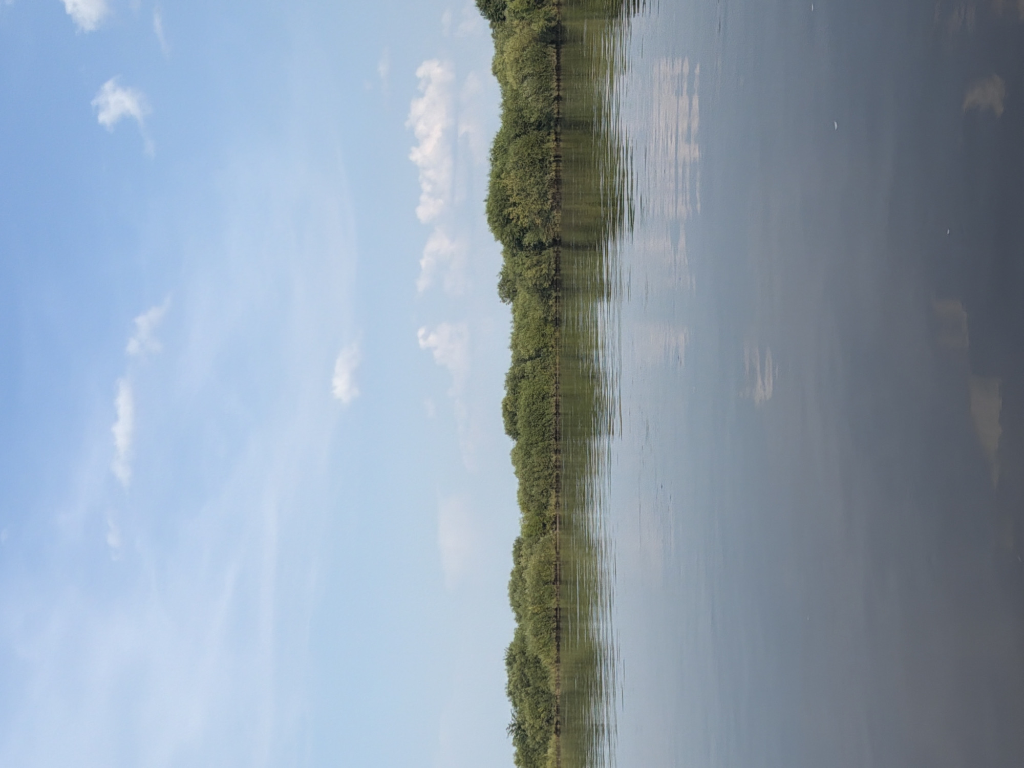 A wide, calm body of water occupies the foreground of the image, reflecting the sky and the treeline. The water's surface is mostly still, with subtle ripples indicating a gentle movement. The sky above is a clear, pale blue, dotted with scattered, fluffy white clouds. In the middle ground, a dense treeline of lush green foliage forms a natural barrier. The trees appear to be mature and have thick, bushy canopies. The image does not contain any people or man-made structures, suggesting a natural or rural environment. The lighting suggests it is daytime, likely late morning or early afternoon, with the sun casting a soft, diffused light. The overall impression is one of tranquility and natural beauty, characteristic of a serene waterside landscape.