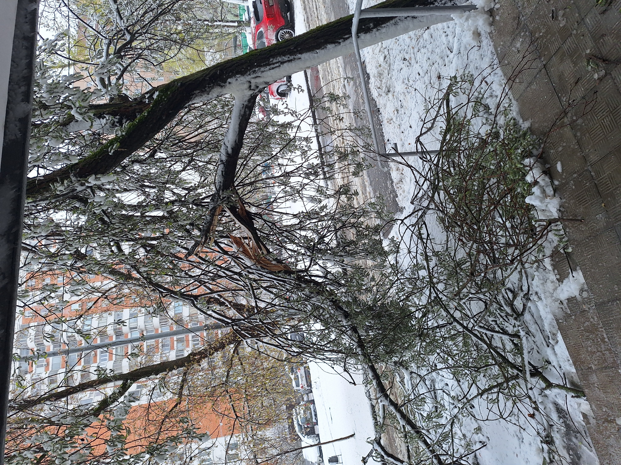 The image shows a snowy, urban scene likely taken in Moscow, Russia. A tree branch laden with snow extends across the upper part of the frame. Visible through the branches is a multi-story building with a red and white facade. A street with snow-covered patches runs parallel to the building. A red car can be seen parked along the street. The sidewalk is partly covered in snow, with some areas revealing the gray paving stones. Scattered branches are also present on the sidewalk. The weather appears to be cold, with snow and ice present on the tree and the surrounding environment.
