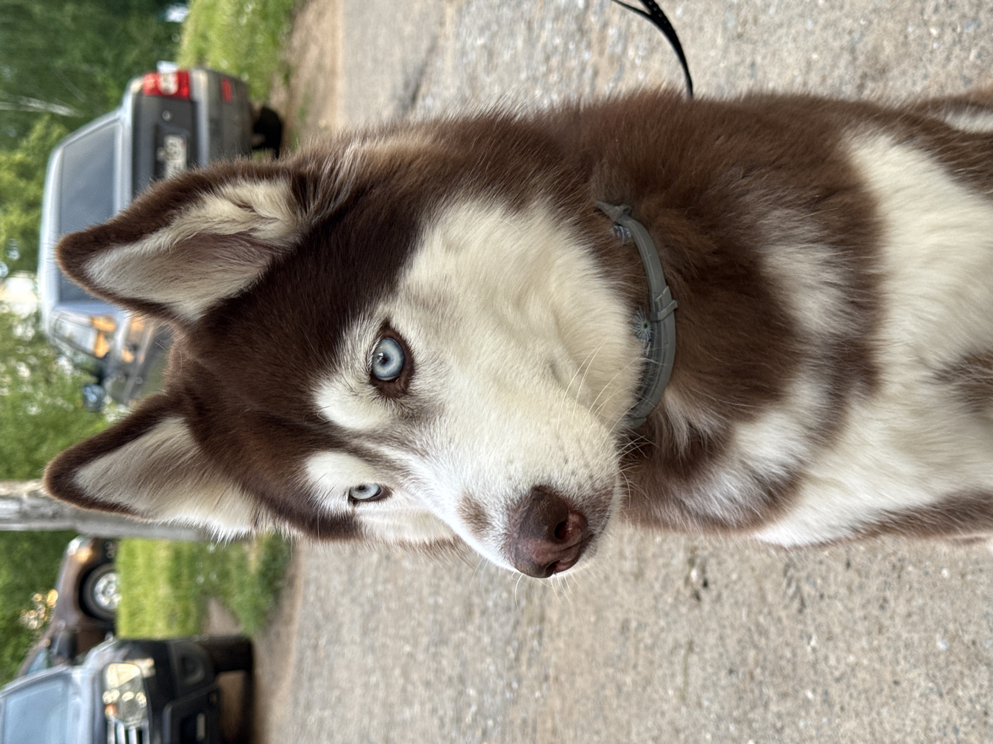 A close-up, eye-level shot depicts a brown and white Husky dog with striking blue eyes, wearing a gray collar. The dog is positioned at an angle, looking directly at the viewer. In the background, slightly out of focus, are two parked SUVs, greenery, and possibly a road. The scene suggests an outdoor setting, likely a park or residential area in the city of Chaikovsky, Russia, as specified. The dog appears to be the main subject of interest, with the surrounding environment serving as context.