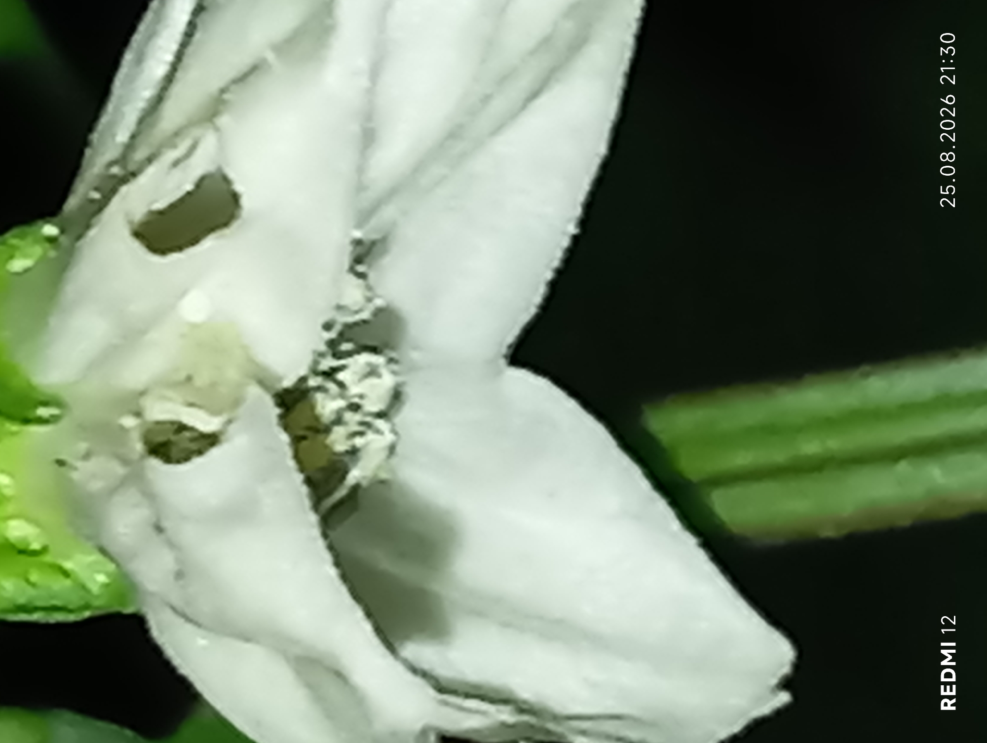A close-up, low-angle shot features a white flower, possibly a pepper or tomato blossom, with some wilting and decay. The petals are delicate and translucent in places, showing signs of damage or natural decomposition. Some green droplets, likely water, are visible on the upper portion of the flower. The background is dark and out of focus, with a blurred green stem or leaf visible at the bottom. The lower left corner displays the text "REDMI 12", and the lower right corner shows "25.08.2026 21:30", indicating the device and date/time the image was captured. There are no people or specific landmarks visible that would allow for identification of the city of Smila, Ukraine.
