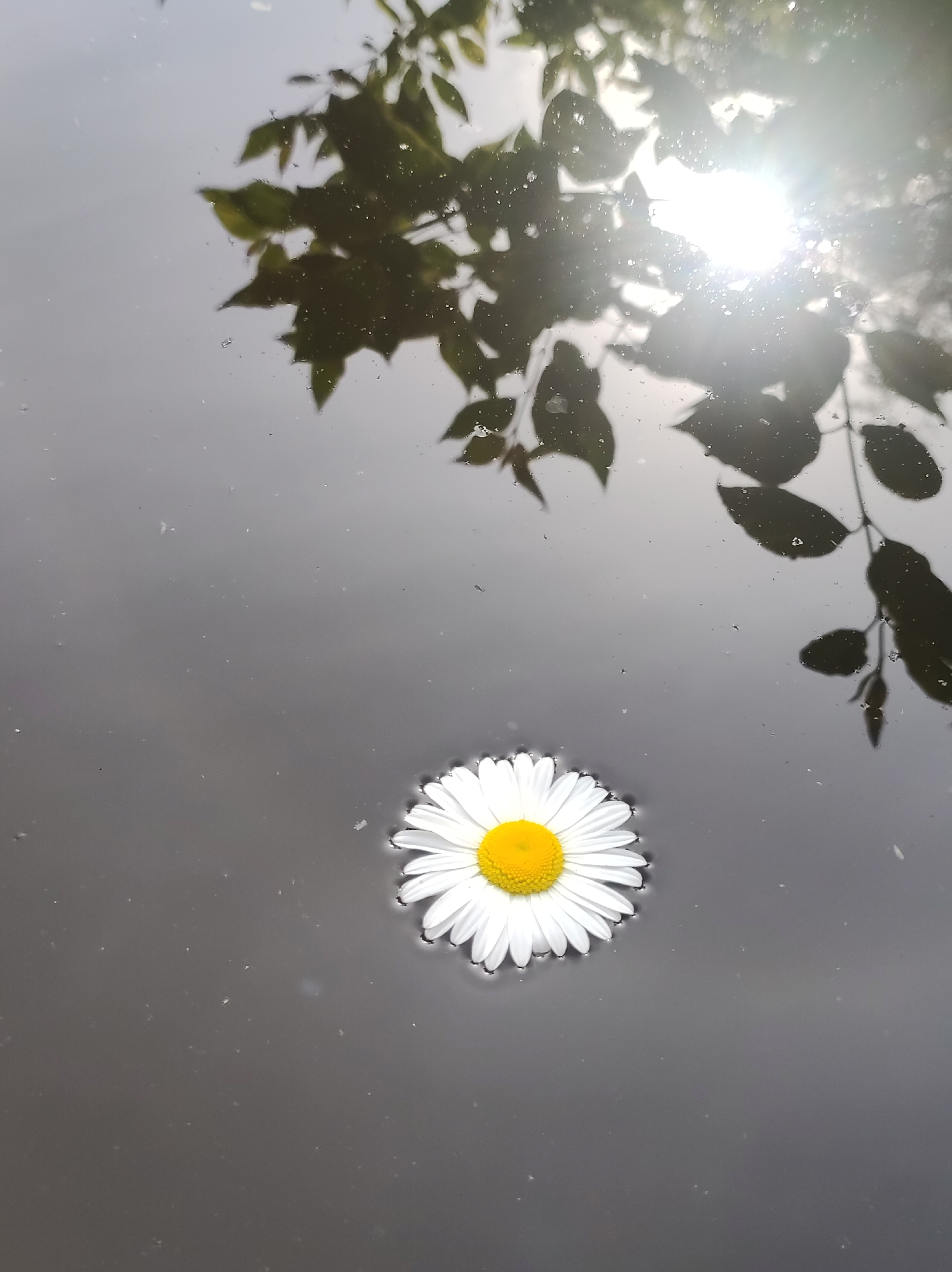 A single daisy with white petals and a yellow center floats on a dark, still body of water. The daisy is positioned in the lower-middle section of the frame. Above the water, in the upper portion of the image, the reflection of tree branches and leaves is visible. The sun is shining brightly, creating a lens flare effect and casting bright highlights on the water's surface and through the leaves. The scene appears peaceful, with the natural elements creating a serene atmosphere. The time of day is likely daytime, given the bright sunlight. The location is specified as Фоки, Russia. There is no visible text in the image.
