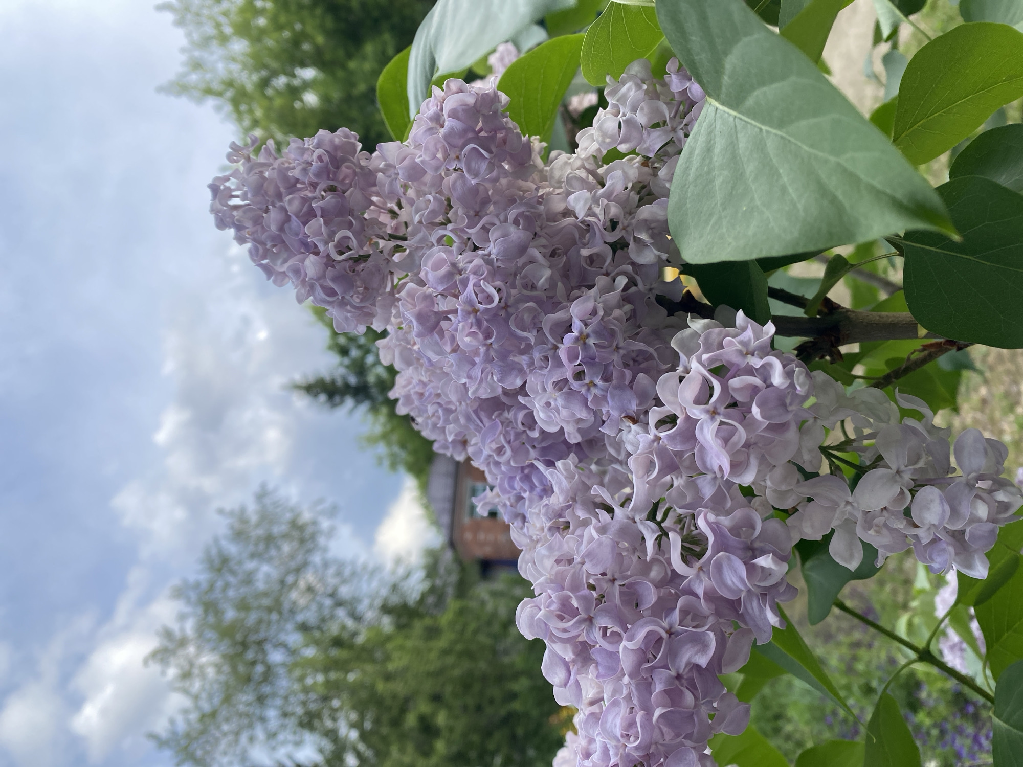 The image shows a cluster of lilac flowers in bloom. The flowers are a light purple color. There are green leaves surrounding the blossoms. In the background, there is a view of a blue sky with some clouds, along with trees and a building, which may indicate an outdoor location. There is no definitive information present that can confirm the location of the image to be Yekaterinburg, Russia.