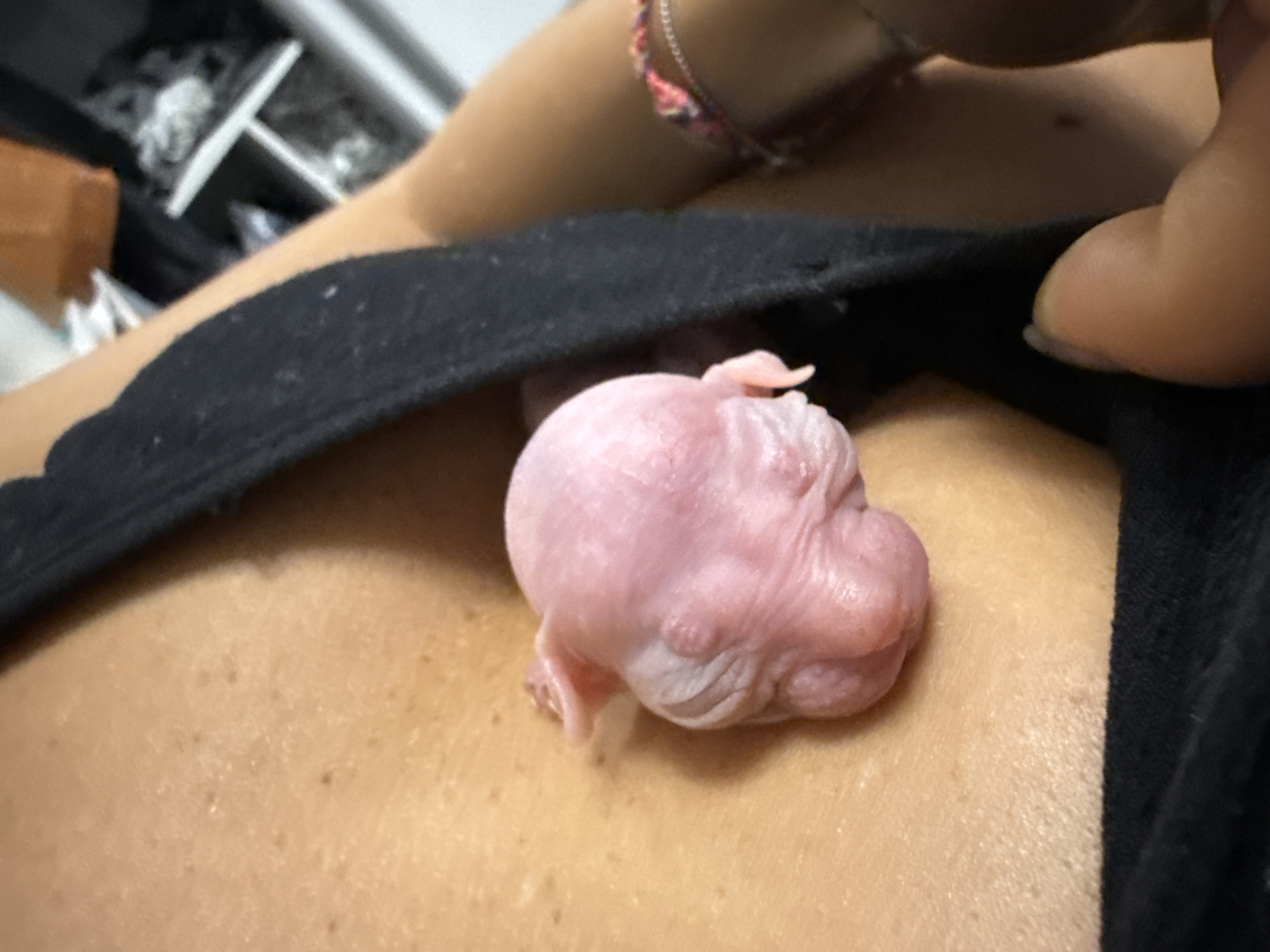 A close-up shot depicts a newborn pink piglet resting on a person's chest, partially obscured by black clothing. The piglet is hairless with wrinkled skin. The person has tanned skin, with a mole visible on the exposed area. A bracelet is visible on the person's upper arm. The surrounding environment appears to be indoors, with a cluttered shelf visible in the background. There is no information in the image to indicate the location as Khimki, Russia.