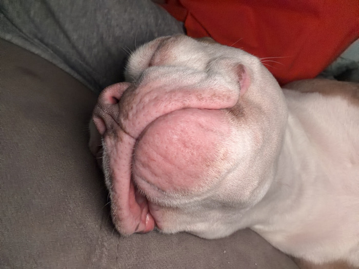 A light-colored dog, likely a bulldog breed, with predominantly white fur and prominent pink skin folds around its muzzle, is depicted sleeping on its side. Its face is pressed against a grey, textured upholstered surface, causing its features to appear slightly compressed. The dog's eyes are closed, and its pink nose is visible. Portions of its white body, including some faint fawn-colored markings, are visible in the foreground and background. A crumpled red fabric item is present in the upper right background, adjacent to a muted grey-blue fabric. The scene is located in Moscow, Russia.