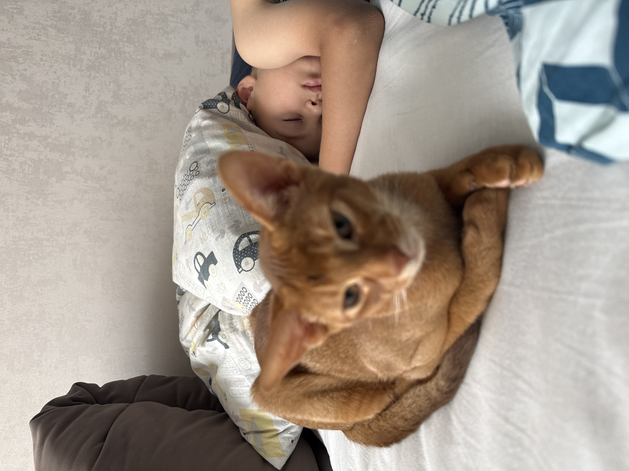 A ginger cat is in the foreground of this indoor, eye-level shot, with its body angled towards the right side of the frame. The cat is lying down, with its front paws crossed and its head facing the camera. Its fur is a warm, reddish-brown color, and its eyes are a bright green. Behind the cat, a young boy is sleeping on a bed. His head is partially covered by a pillow, and his arm is resting beside him. The bed is covered with a white sheet and a pillow with a cartoon car pattern. The background of the image is a light-colored wall with a textured surface. The lighting is soft and natural, suggesting that the photo was taken during the day. The overall scene depicts a peaceful moment of coexistence between a pet and its owner. This scene is not specific to Stary Oskol, Russia.