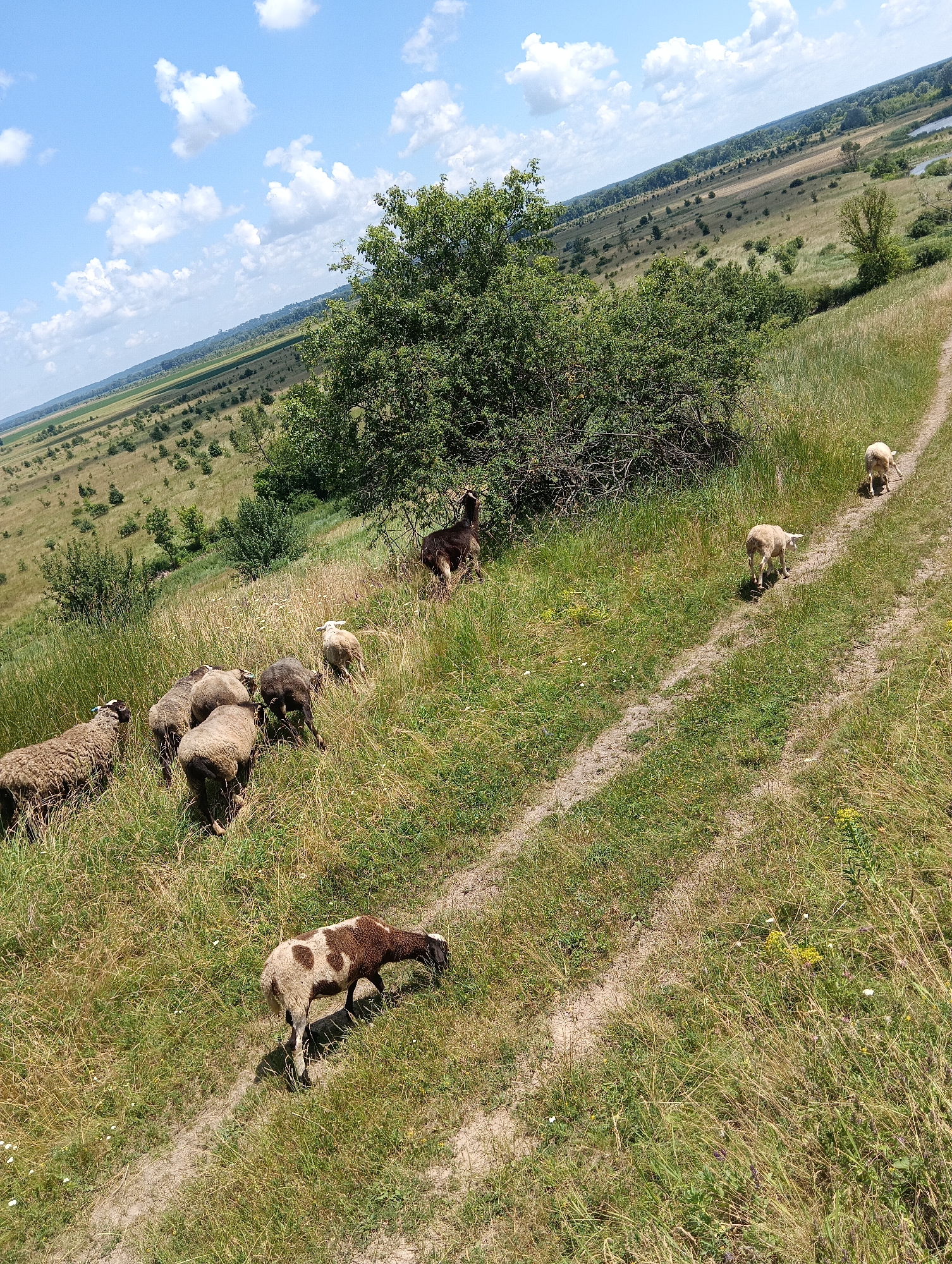 The image depicts a pastoral landscape with a flock of sheep and at least one goat grazing on a grassy hillside. A dirt path winds its way up the incline. In the background, a vast expanse of rolling hills, dotted with trees and fields, stretches towards the horizon where a body of water, possibly a river, is visible. The sky is blue with scattered white clouds. The scene is likely captured in a rural area, far from any urban setting, given the natural landscape and the presence of livestock. The overall impression is one of tranquility and rural life.