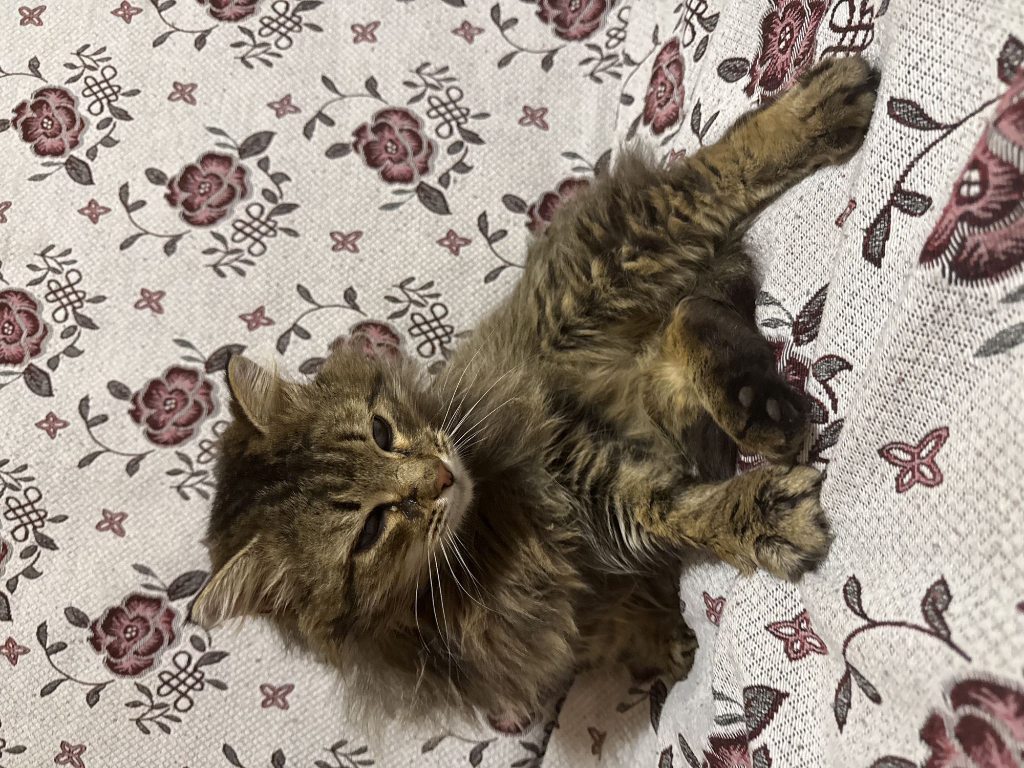 The scene is an indoor setting in Tyulyuk, Russia, depicting a domestic long-haired tabby cat seated on a patterned textile surface. The cat, with a mix of brown, gold, and black fur and prominent white whiskers, faces slightly forward and to the viewer's left, with its eyes appearing partially closed or squinting. Its body is angled, displaying a tucked front paw and an extended rear leg to the right. The background is a light-colored woven fabric, possibly a blanket or upholstery, featuring a repeating pattern of burgundy roses, greyish-green leaves, stylized burgundy motifs resembling crosses or butterflies, and greyish-brown knot-like designs.