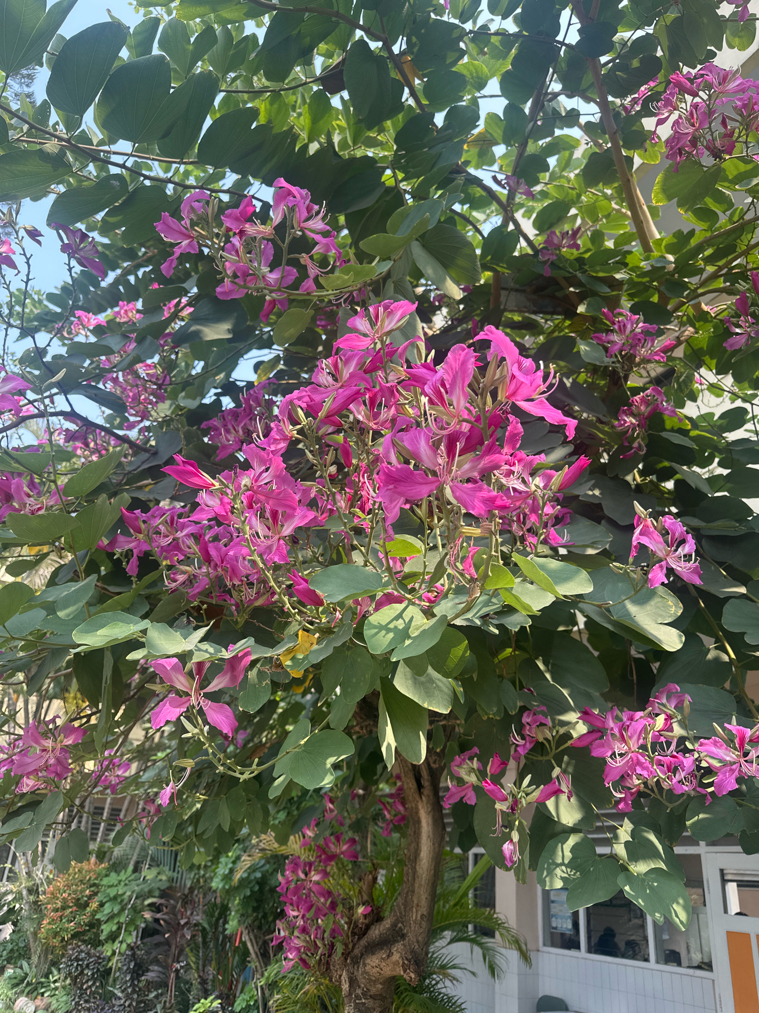 A close-up, eye-level shot captures a blooming Bauhinia tree with vibrant pink flowers and large, heart-shaped green leaves. The branches of the tree extend across the frame, with sunlight filtering through, creating dappled light and shadows. In the background, the side of a light-colored building with white tiled lower walls and windows is visible. The scene is set outdoors, with lush green foliage and a clear blue sky overhead. The image appears to be taken in a residential or commercial area, possibly a garden or a street in the city of Mojokerto, Indonesia, given the presence of tropical vegetation and typical Indonesian architecture. There are no people or animals in the frame, and the overall impression is one of natural beauty and tranquility.