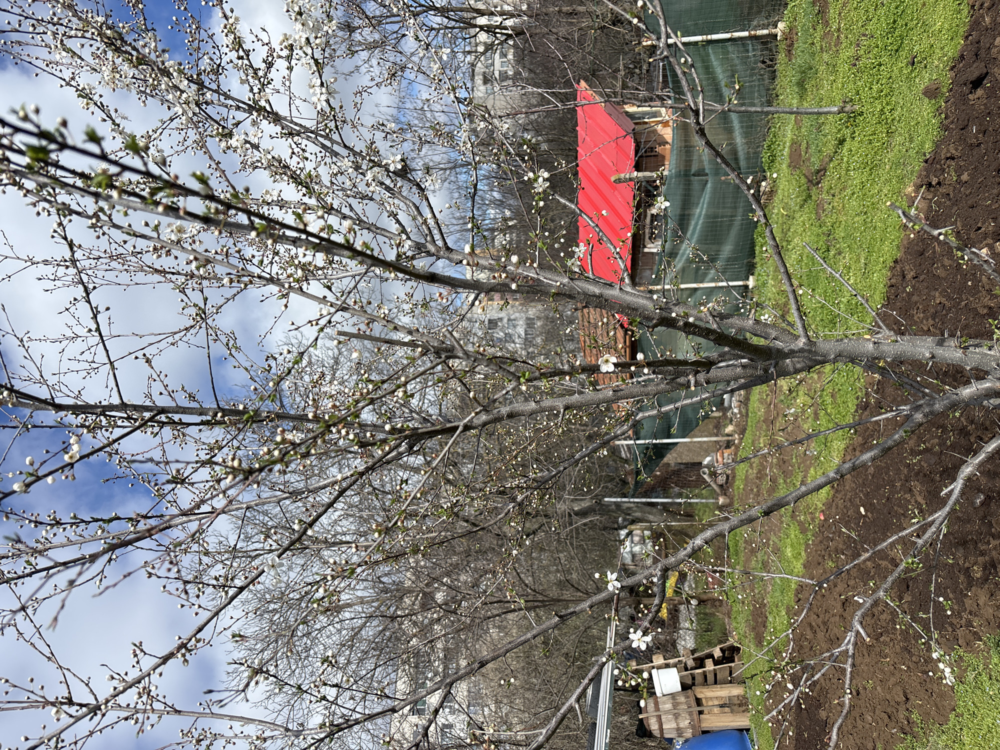 The scene depicts an outdoor garden or yard in an urban periphery of Pleven, Bulgaria, under a partially cloudy sky. In the immediate foreground, a deciduous tree, likely a fruit tree, stands with numerous branches covered in white flower buds and some small, open white flowers, indicating early spring. The ground beneath this tree and extending towards the mid-left is dark brown, freshly tilled soil, prepared for planting. To the right of the tilled soil, a patch of vibrant green grass with small clover-like plants is visible.
In the midground, towards the left, a collection of objects includes stacked wooden pallets, a blue plastic barrel, and a white bucket. Further back and to the right, a small, unfinished-looking structure with visible brickwork is prominent, distinguished by its bright red corrugated metal roof. A dark green mesh fence, supported by metal posts, stretches horizontally across the midground, separating the garden area from the red-roofed structure and other elements. Behind the fence and the red-roofed structure, numerous other bare-branched deciduous trees are visible, some with nascent buds. In the distant background, through the sparse branches of the trees, sections of multi-story residential buildings with light-colored facades are discernible, confirming the urban context. No individuals are present in the frame, and no specific actions or interactions are depicted beyond the natural environment and human-made objects.