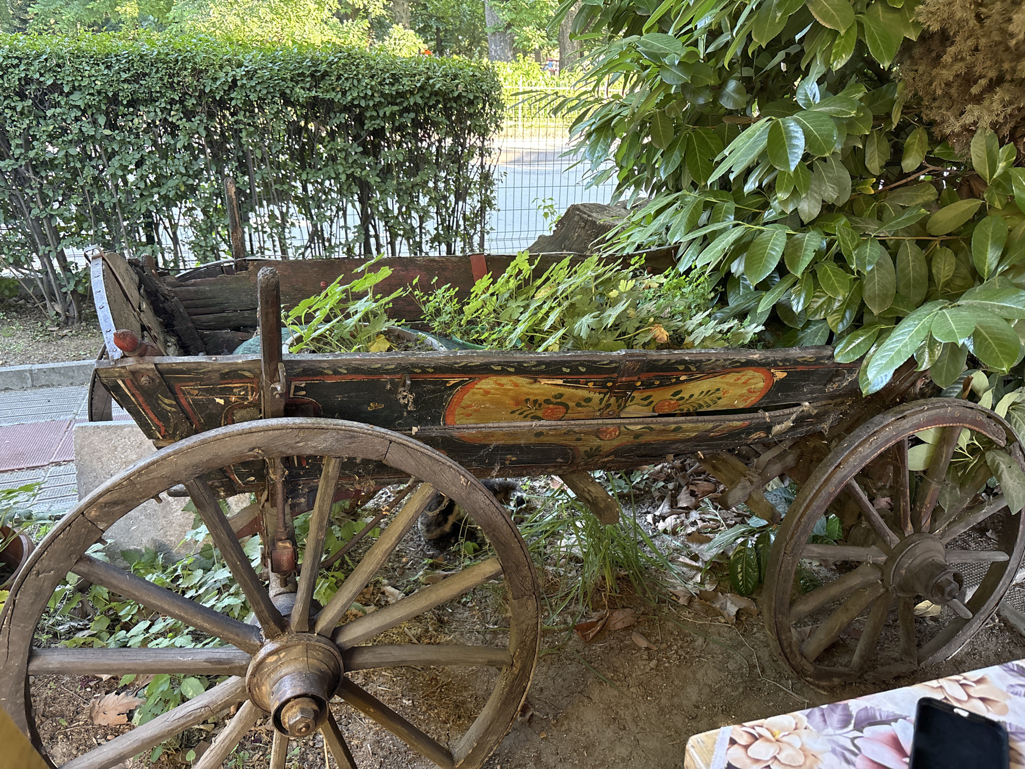 The image shows an old wooden cart with decorative painting, filled with green plants. The cart has large spoked wooden wheels and is positioned outdoors, likely in a garden or courtyard, with dense green foliage and hedges in the background. The ground is covered with dirt and fallen leaves. Part of a table with a floral pattern and a smartphone are visible in the lower right corner. The scene appears to be in Plovdiv, Bulgaria, as suggested by the context. No people are visible in the image.