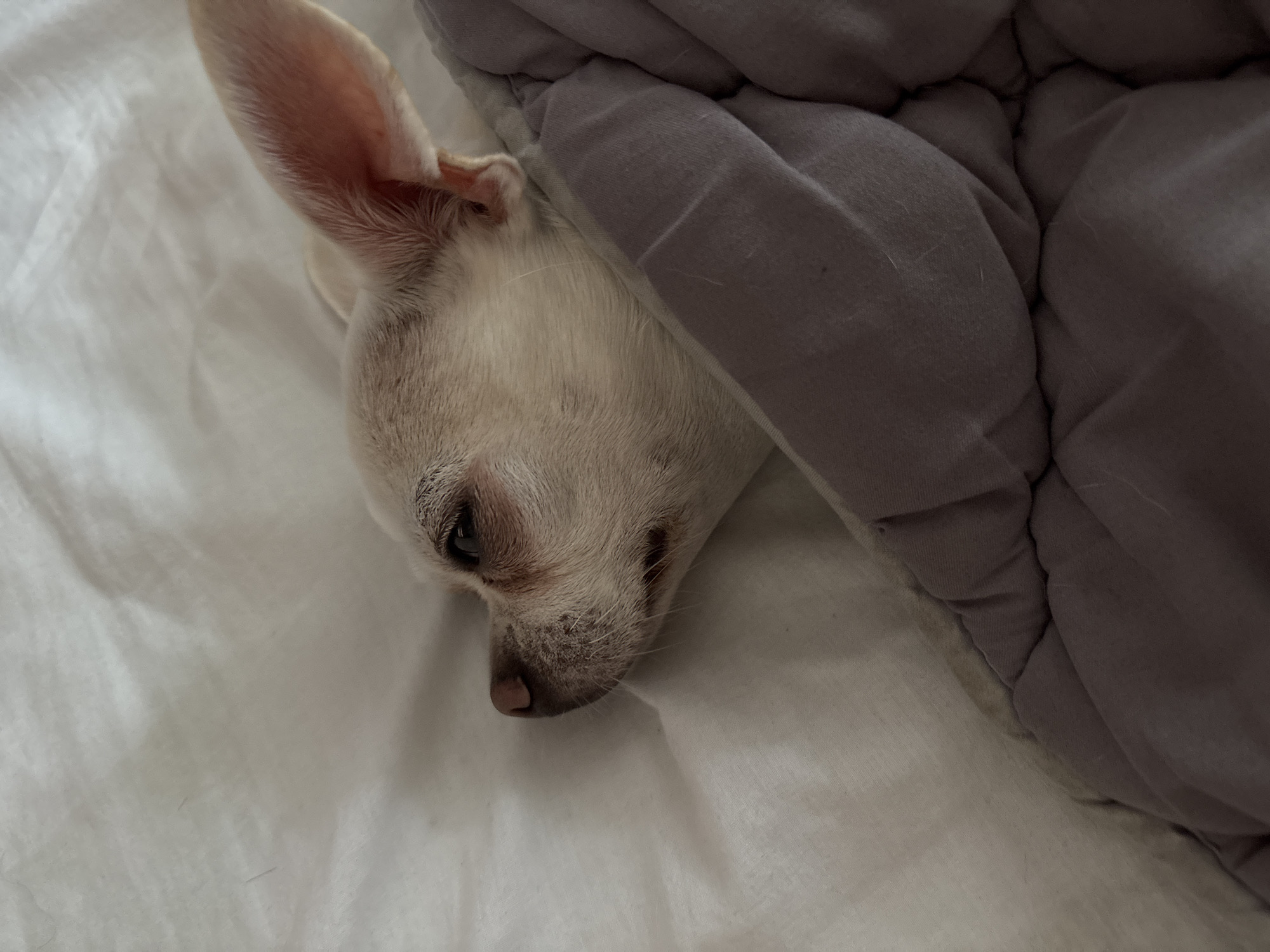 A close-up, side-view, eye-level shot captures a small, light-colored chihuahua sleeping peacefully, tucked under a grey comforter on a white sheet. The dog's face, with its prominent ears and closed eyes, is the primary focus, resting against the soft fabric. The lighting is dim, suggesting an indoor setting, possibly a bedroom. The scene is devoid of any urban context, thus its location in Shepetivka, Ukraine cannot be determined from the visual information alone.