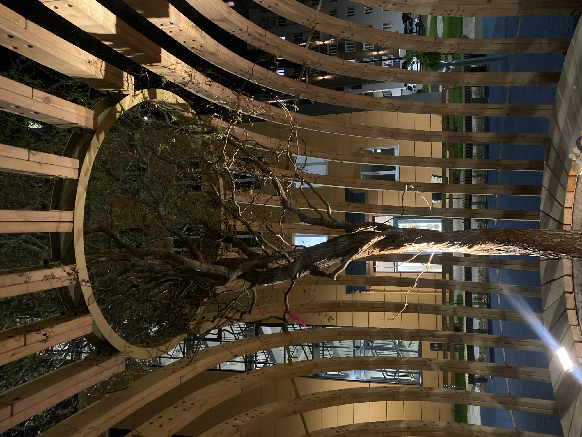 The image depicts a tree enclosed within a rounded wooden structure. The structure consists of evenly spaced, curved wooden beams that create a tunnel-like effect. The tree's branches extend throughout the structure, and some branches reach outside the enclosure. In the background, buildings with windows can be seen through the gaps between the wooden beams. The scene is illuminated with artificial light sources, creating highlights and shadows on the wooden structure and the tree.