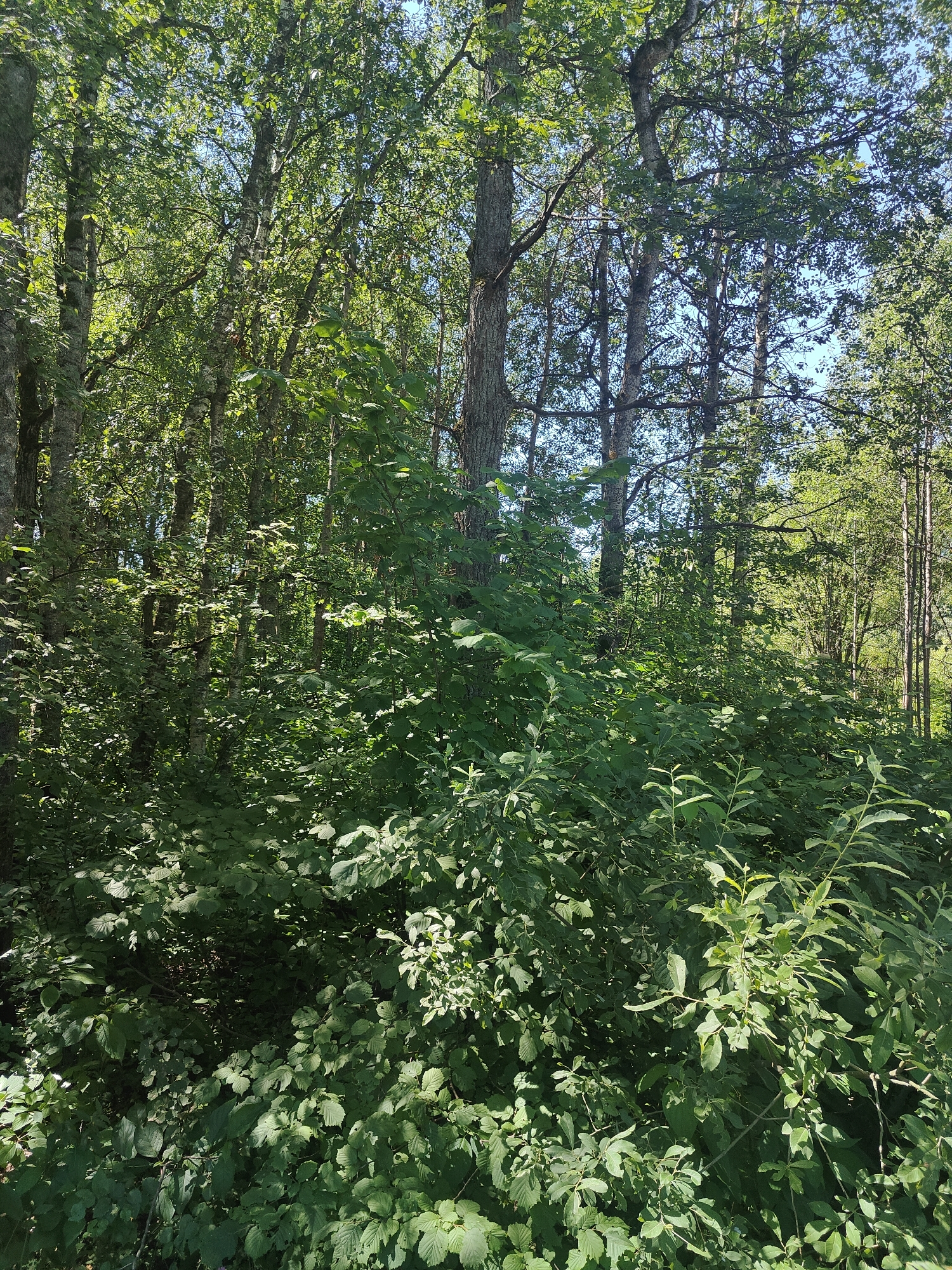 This is a full-frame, eye-level, vertical photograph of a dense forest interior on a sunny day. The image is dominated by lush green foliage and tree trunks, with the bright sun filtering through the leaves, creating dappled light and shadows. The foreground features a thick undergrowth of various leafy plants and bushes, some with leaves catching the sunlight. Further back, taller trees with rough bark and branches laden with leaves are visible, interspersed with thinner, lighter-barked trees. The canopy is dense, allowing only glimpses of a bright blue sky in the upper portions of the image. The scene is natural and uncultivated, conveying a sense of deep woodland. No people or animals are visible. The location is described as Unknown, Unknown.