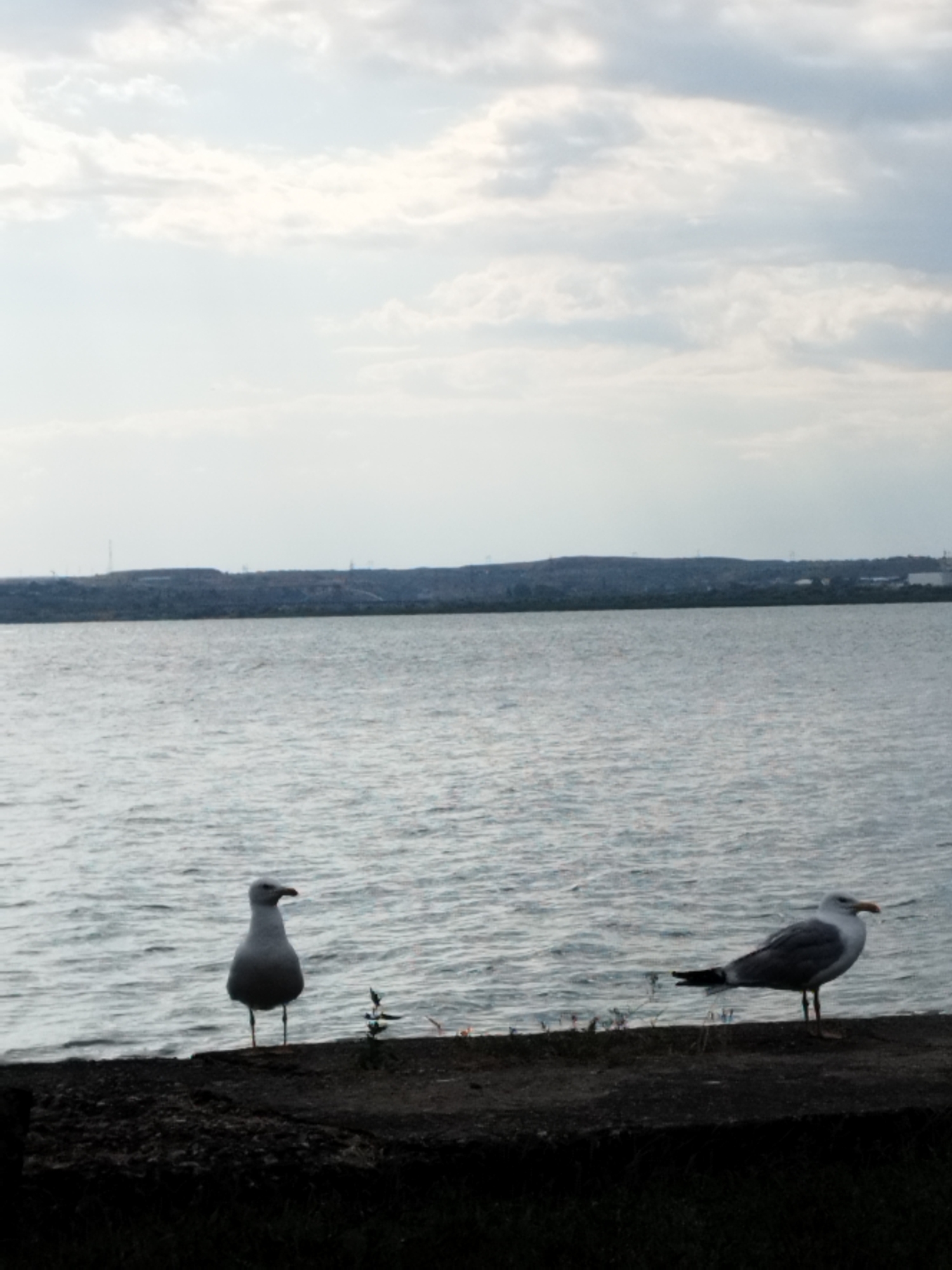 Two seagulls are standing on a concrete embankment next to a body of water. The seagull on the left is facing forward, while the seagull on the right is facing to the left. In the background, there is a distant shoreline with trees and some structures. The sky above is cloudy. The location is the Mamaia resort in Constanța, Romania, along the Black Sea coast.