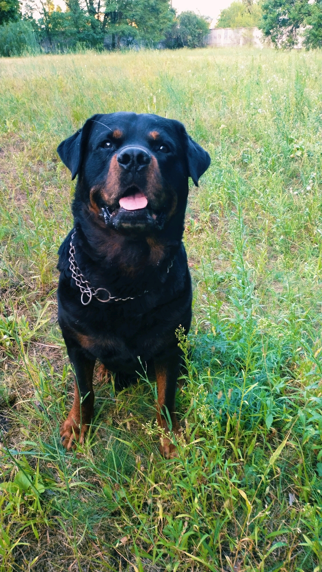 A Rottweiler dog is pictured sitting in a grassy field. The dog has a black and tan coat, a black chain collar, and its tongue is sticking out. The background consists of tall green grass, scattered white wildflowers, and trees in the distance. The sky is visible above the trees. There is a building or fence visible in the far background. The lighting suggests it is daytime, likely late afternoon due to the warm tones. The image appears to be taken in an outdoor, natural setting, possibly on the outskirts of a city or in a park.
