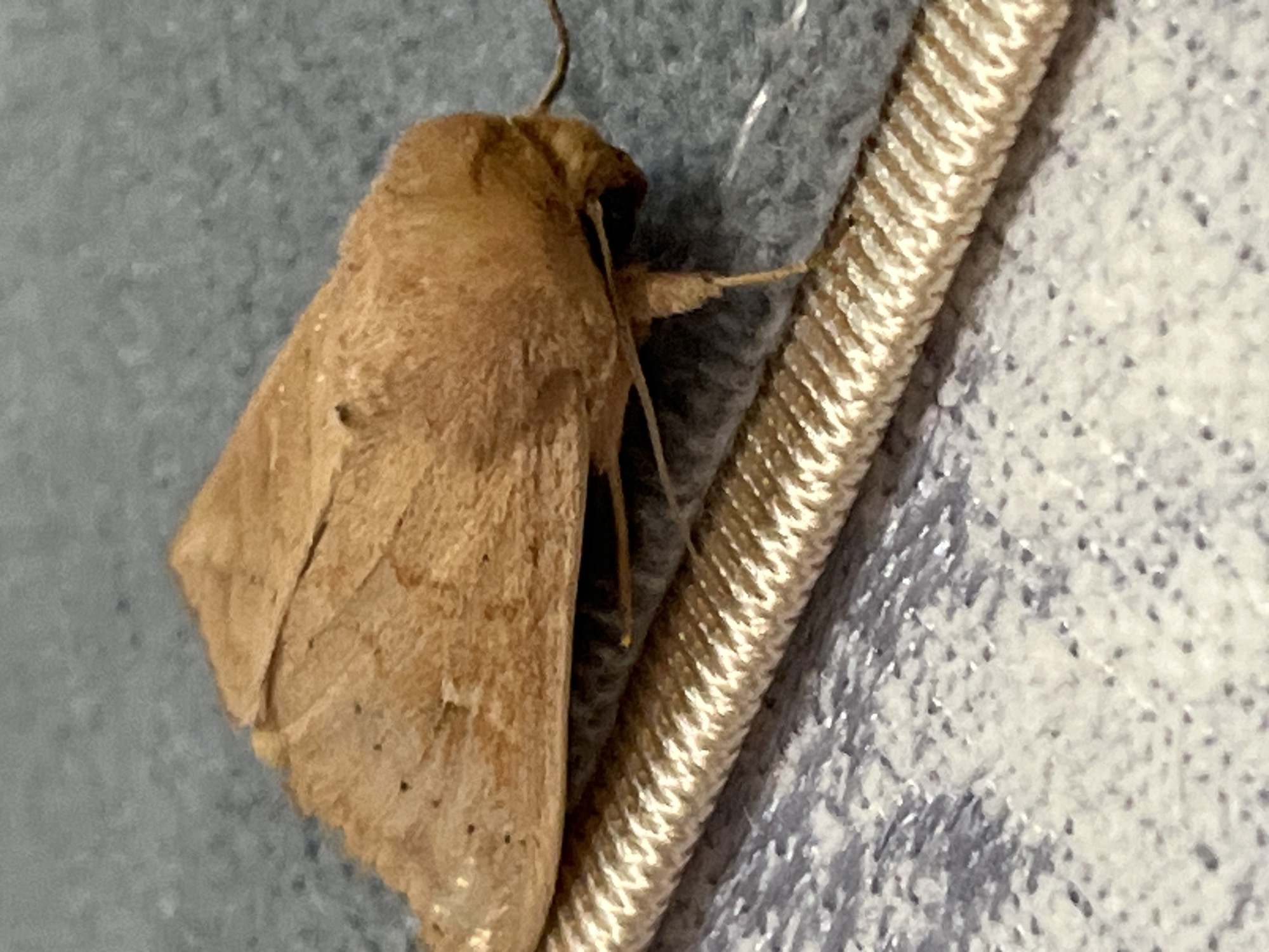A small brown moth is positioned on a gray textured surface. The moth's wings are closed, displaying a smooth, dusty brown color with subtle darker speckles. It rests on a beige, ribbed cord that runs diagonally across the frame. The cord is raised slightly above the gray surface. The background is a soft, out-of-focus gray texture. This image was taken outdoors in the city of Қарғалы, Kazakhstan.
