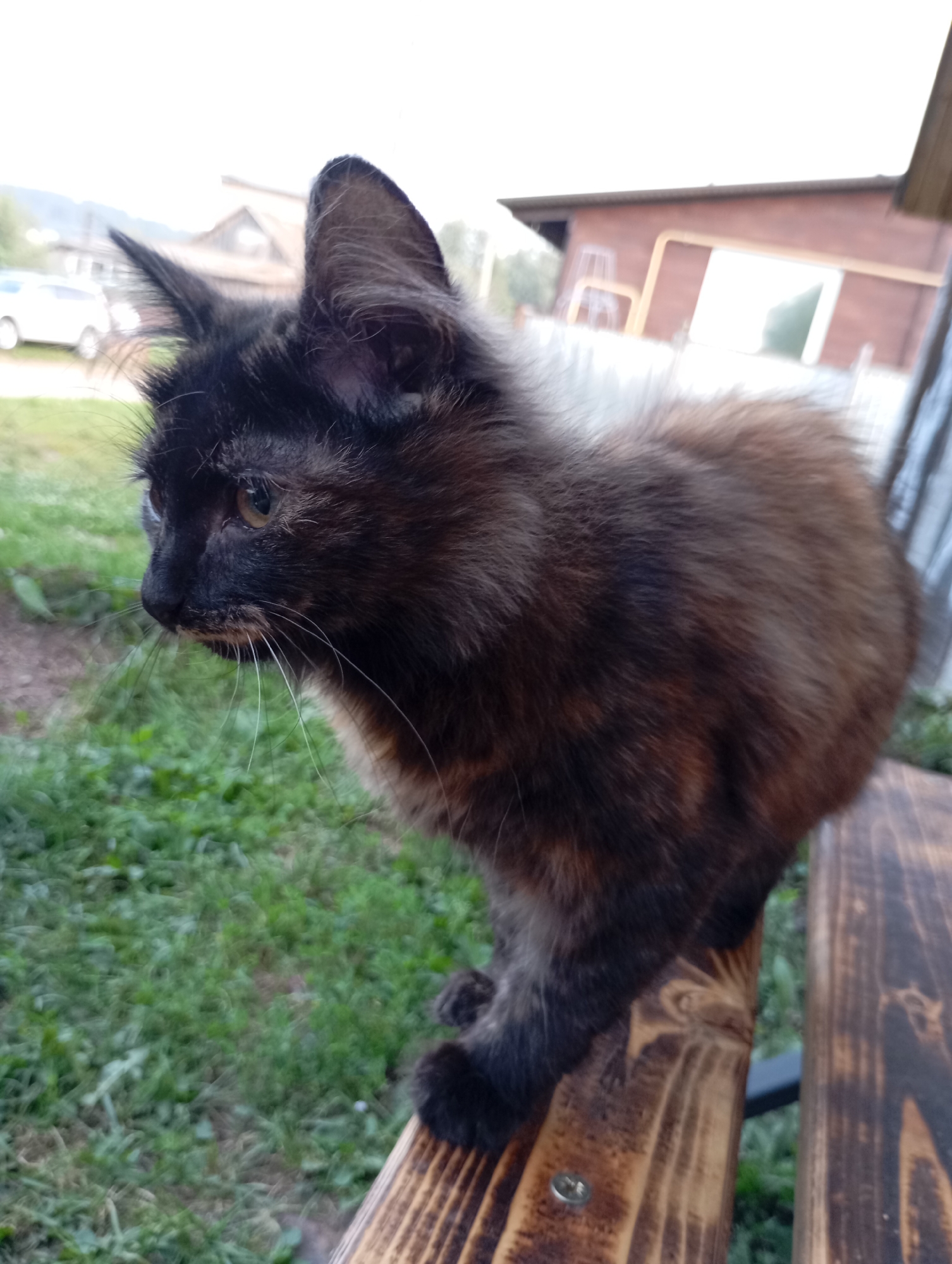 A tortoiseshell kitten with long fur sits on a wooden surface in an outdoor setting. The kitten is facing left, with its ears pricked up and its eyes visible. The background shows green grass, a wooden building, and a car in the distance, suggesting a rural or suburban environment. The overall lighting suggests it is daytime. The location is identified as Foki, Russia.