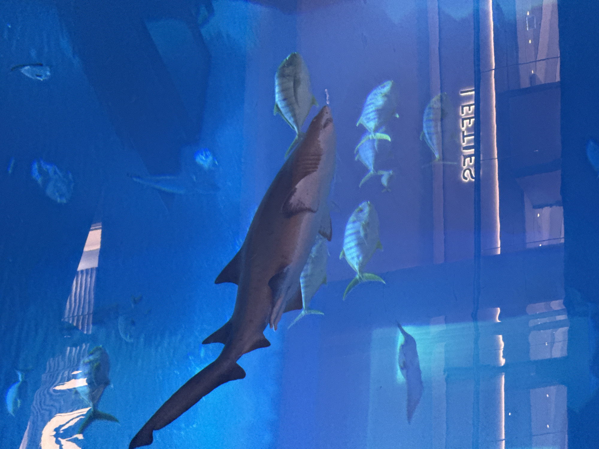 This image depicts an underwater view within a large aquarium, likely at the Dubai Aquarium & Underwater Zoo located in The Dubai Mall, Dubai, United Arab Emirates. The scene is dominated by a large shark, possibly a Sand Tiger shark, swimming horizontally across the frame from left to right. Its powerful body and prominent fins are clearly visible against the deep blue water.
Several smaller fish are present in the water. Some are swimming near the shark, and others are scattered throughout the background. One notable smaller fish, a Jack or Trevally, is swimming just below and behind the shark. In the lower left portion of the image, a ray, possibly a stingray, is visible swimming.
The environment is artificial, as indicated by the clear, blue, and seemingly infinite water, typical of a large aquarium. Reflections are visible on the surface of the glass, showing parts of the interior of the facility, including strip lighting and what appears to be signage. The signage is reversed and appears to read "LEE TEE." This suggests the viewer is looking through a large acrylic panel into the aquarium. The overall impression is of a well-maintained and impressive aquatic exhibit.