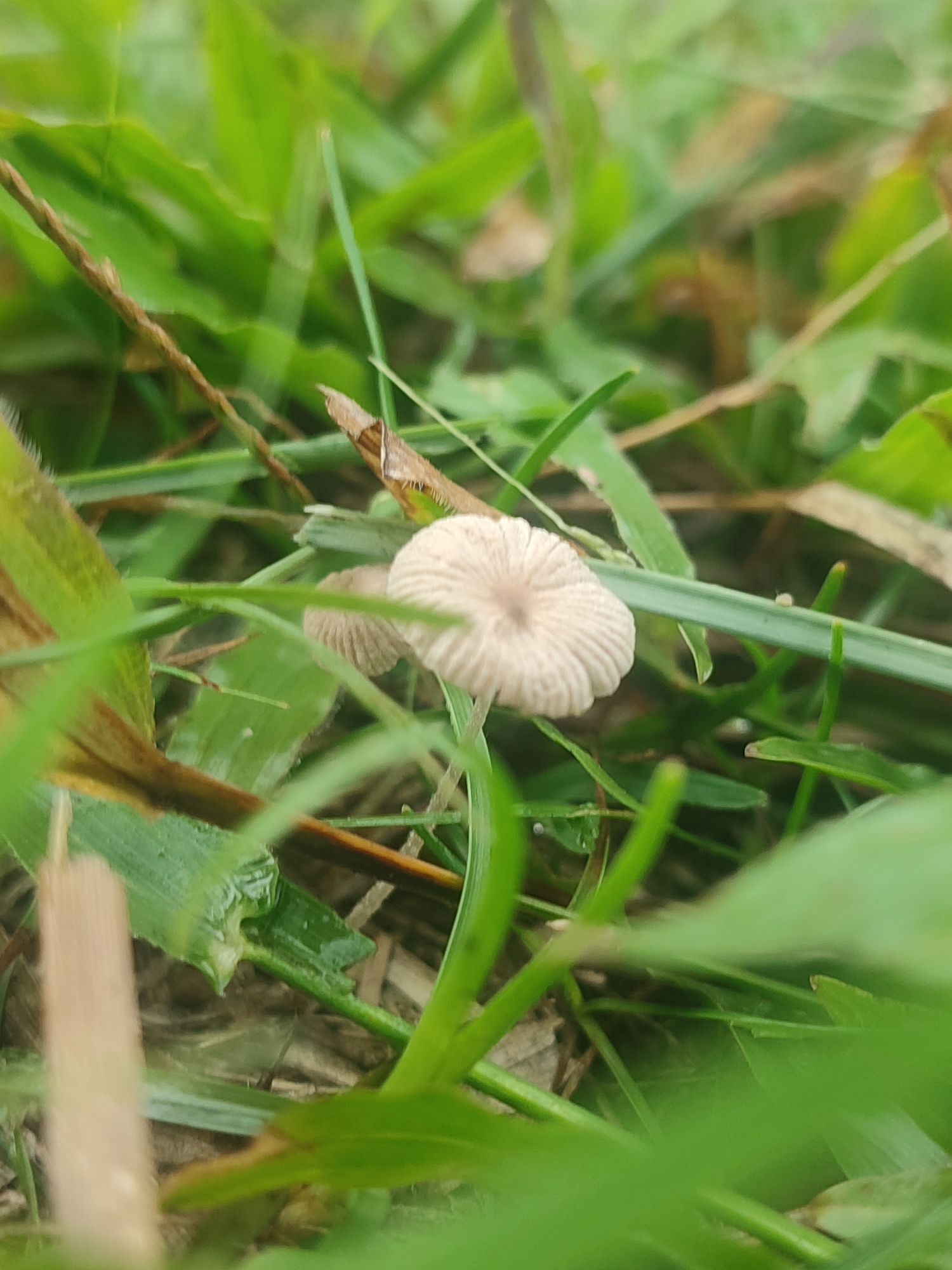 The image shows two small, light-colored mushrooms amongst blades of green grass. The mushrooms have ribbed caps. There is also some dead or decaying plant matter visible in the background. The location is Blangriek, Indonesia. There are no people, actions, or interactions visible in the image.
