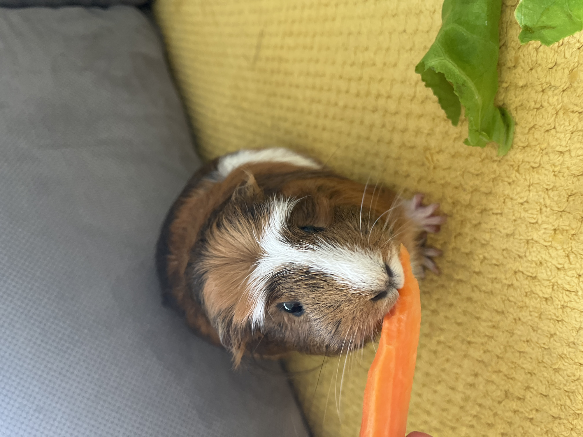 A top-down, slightly angled close-up shot features a guinea pig with tri-colored fur—brown, white, and darker brown patches. A prominent white stripe runs down its forehead to its snout, which is actively engaged with a bright orange carrot. The guinea pig's small, dark eye is visible, and its whiskers are clearly defined.
The carrot is held by an unseen hand, with only a small portion of a finger or thumb barely visible at the very bottom of the frame, indicating human interaction. In the upper right corner, a piece of green leafy vegetable, possibly lettuce or kale, is visible, resting on the yellow background.
The guinea pig rests on two distinct textured surfaces: a soft, grey fabric, possibly upholstery, on the left side of the frame, and a bright, woven yellow fabric, resembling a blanket or towel, covering the right side and background. The scene depicts a domestic pet enjoying a treat, conveying a sense of contentment or eagerness to eat. No text is visible in the image.