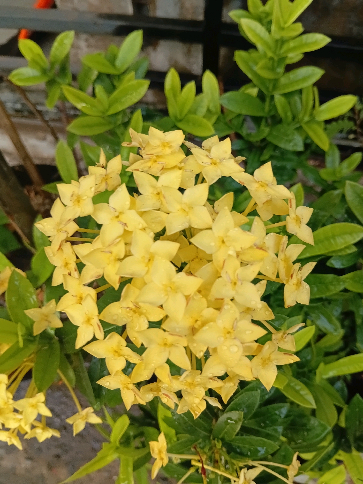 A close-up, vertical shot captures a cluster of bright yellow ixora flowers, interspersed with lush green leaves, set against a blurred background. The flowers, some still bearing water droplets, are arranged in a dense bloom, with individual star-shaped petals clearly visible. The foliage surrounding the flowers is a vibrant green, appearing slightly wet, suggesting recent rain or dew. The scene is naturalistic, with no visible human presence or activity. The location is identified as Cikal, Indonesia, implying an outdoor, possibly garden or park setting within this urban area. The overall impression is one of natural beauty and freshness.