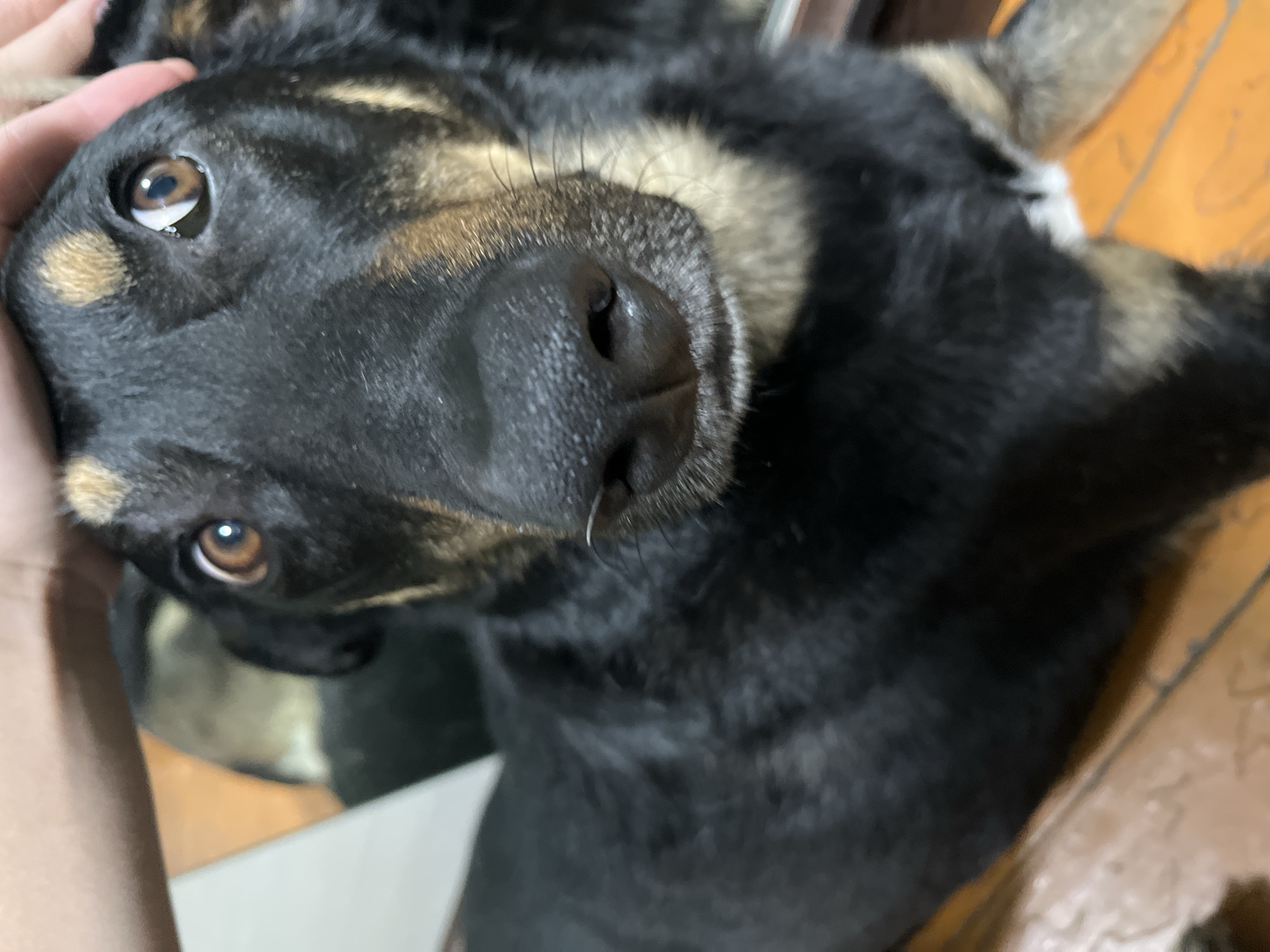 The image is a close-up, low-angle shot of a dog's face. The dog is black with tan markings around its eyes and muzzle. Its eyes are wide and looking directly at the camera. A person's hand is visible stroking the dog's head. The background appears to be an indoor setting with wooden flooring. The image does not contain any information to place it in Nizhny Tagil, Russia.