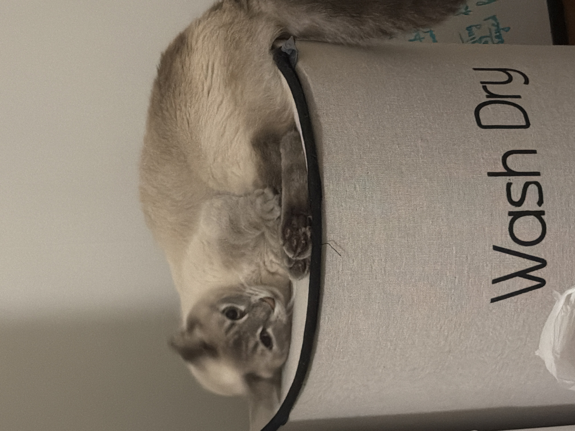 A light brown Siamese cat is curled up on top of a cylindrical laundry hamper. The hamper is light gray with the words "Wash Dry" printed in black lettering. The cat is looking at the camera with its head tilted. The background is a plain, light-colored wall. The image appears to be taken indoors. There is no discernible information about the location in Pittsburgh, United States of America.