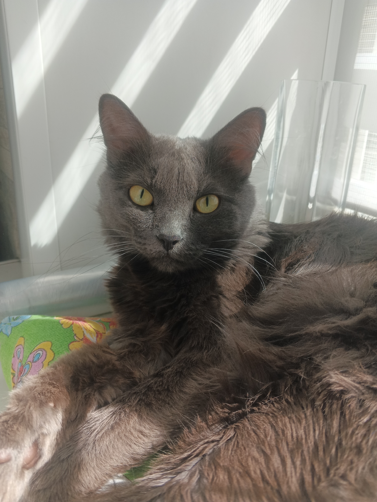 A fluffy gray cat with bright yellow eyes is lying down on a patterned pillow. The cat is positioned in the center of the frame, facing the camera directly. Sunlight is streaming in from the left, casting striped shadows across the white background. To the right of the cat, a clear glass vase is visible. The scene appears to be indoors, near a window. The location in the city of Biysk, Russia cannot be determined from the image.