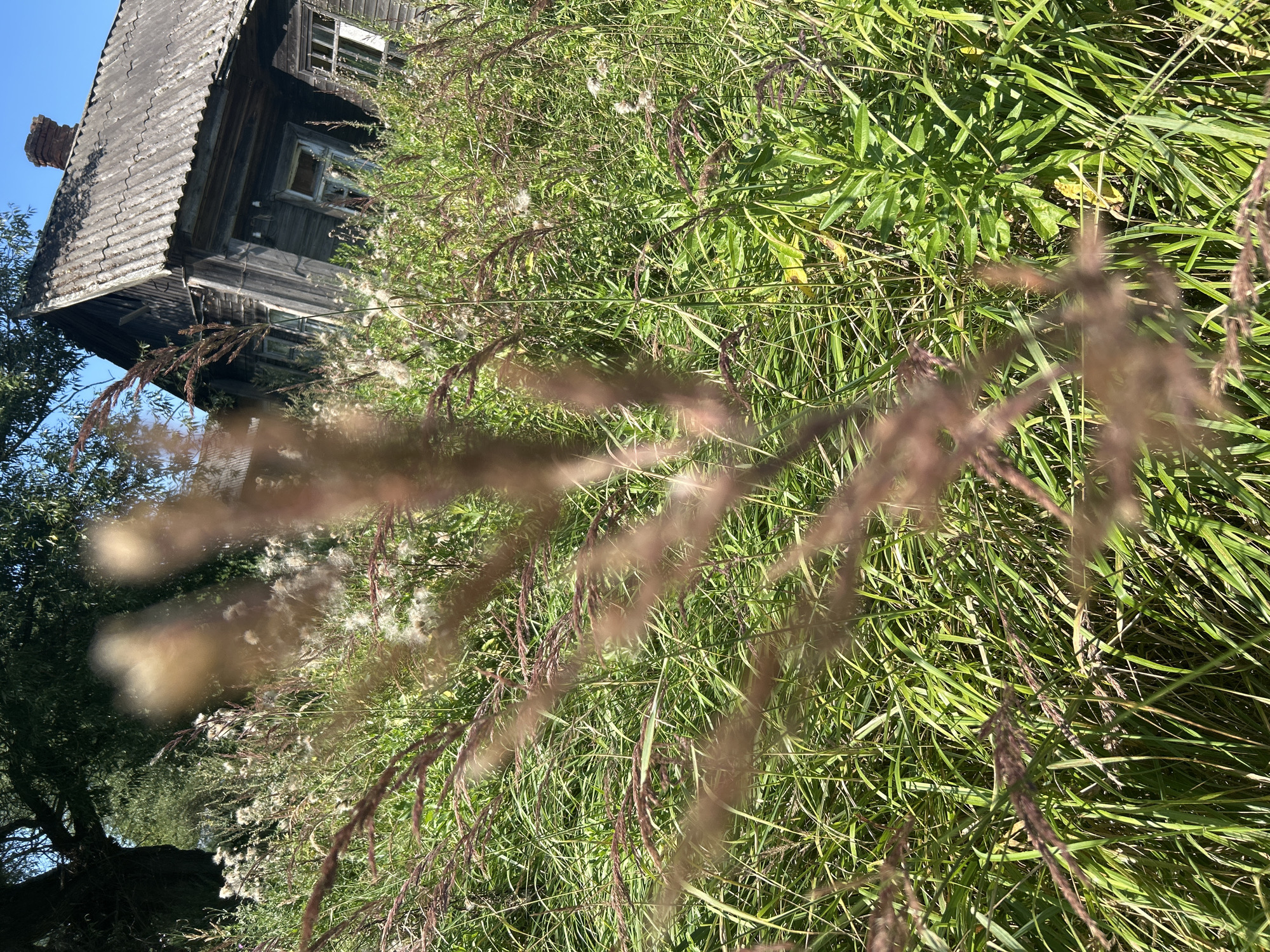 An abandoned wooden house, with a dilapidated roof and broken windows, stands leaning precariously in a field of tall, green grass and weeds under a clear blue sky. In the foreground, blurred stalks of dry grass and fluffy white seed heads partially obscure the view of the house and the surrounding overgrown vegetation. A large, dark tree with green foliage is visible to the left of the frame, casting a shadow over a portion of the field. The overall scene suggests neglect and the passage of time in a rural setting. The location is identified as Kalitsino, Russia.