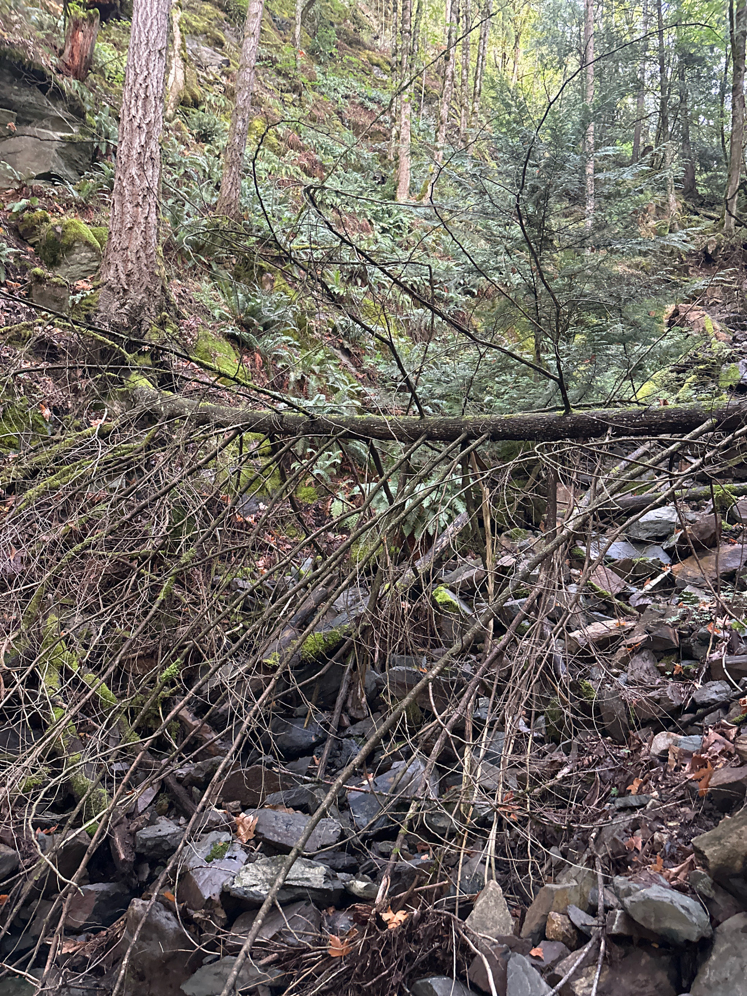 This is a wide, eye-level, naturalistic shot of a forest floor covered in rocks and fallen branches. The scene is dominated by the color green from moss and ferns, with brown and gray tones from the rocks, branches, and tree trunks. A large fallen tree branch lies horizontally across the foreground, its many smaller, thin branches creating a dense, tangled pattern against the background. The background reveals more trees, some with rough bark, and a steep, rocky incline covered in vegetation. The lighting is dim and diffused, suggesting an overcast day or a shaded area within the forest. There are no people or animals visible in the image.