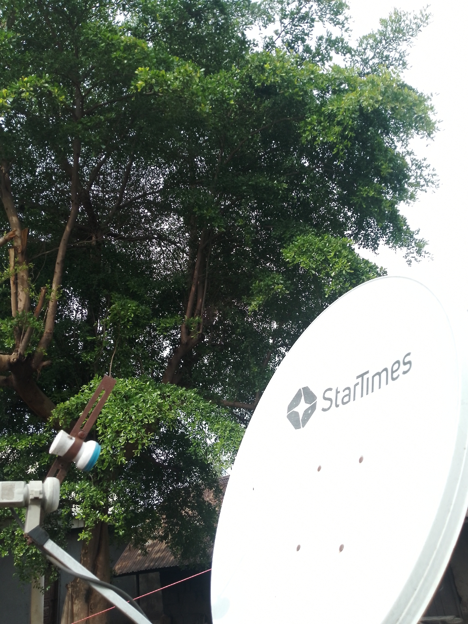 A satellite dish, branded with the "StarTimes" logo, is prominently positioned in the foreground, angled towards the viewer. The dish is white and appears to be made of metal, with four visible screw holes. To the left of the dish, a satellite receiver arm extends, holding two white and blue LNBs.
Behind the satellite equipment, a large, lush green tree dominates the background. Its dense foliage is illuminated by natural light, suggesting it is daytime. The tree has thick, sturdy branches and appears to be in a well-established location.
In the lower portion of the image, glimpses of a rustic structure with a corrugated metal roof are visible behind the satellite dish, hinting at a residential or semi-rural setting. A thin red wire is also visible stretching across the lower right of the frame, possibly connected to the satellite equipment.
The overall scene is outdoors, likely in Serti, Nigeria, given the location context. The lighting suggests a bright day, possibly with some cloud cover as the sky appears bright white and washed out in the upper right portion of the image. There are no people visible in the image. The focus is on the technology of the satellite dish and the natural beauty of the tree.