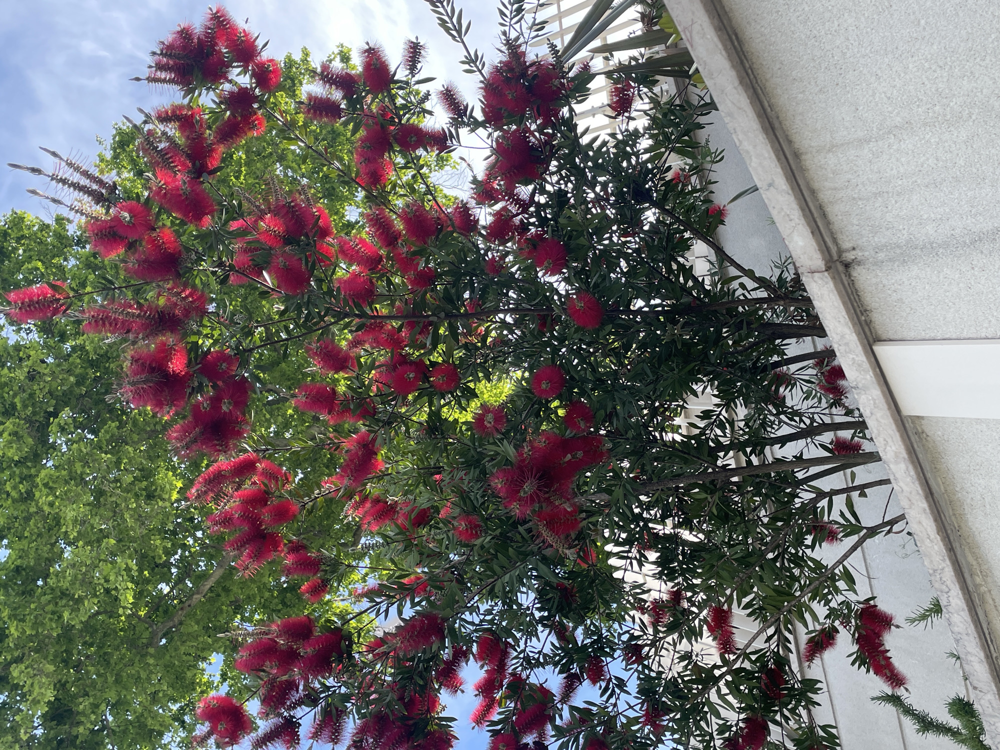 The image captures an upward view into the canopy of a vibrant Bottlebrush (Callistemon) tree, heavily laden with numerous bright red, brush-like flowers. These striking, spiky blooms are densely arranged among the tree's dark green, narrow leaves, creating a vivid contrast.
In the background, a clear blue sky with some soft white clouds is visible through gaps in the foliage. To the left, the lighter green leaves of other deciduous trees are present, suggesting a lush, verdant environment. On the right side of the frame, a portion of a light-colored building or architectural structure, possibly concrete or stucco, is visible, featuring some white trim and what appears to be a slatted pergola or trellis element.
The scene is illuminated by bright daylight, indicating a sunny day, likely midday or early afternoon, given the direct illumination. There are no people or visible text in the image. The overall setting is an outdoor space, possibly a garden or park adjacent to a building, within the context of Sochi, Russia. The abundant, vivid red flowers and lush greenery convey a sense of natural beauty and a warm, pleasant atmosphere typical of a subtropical climate.