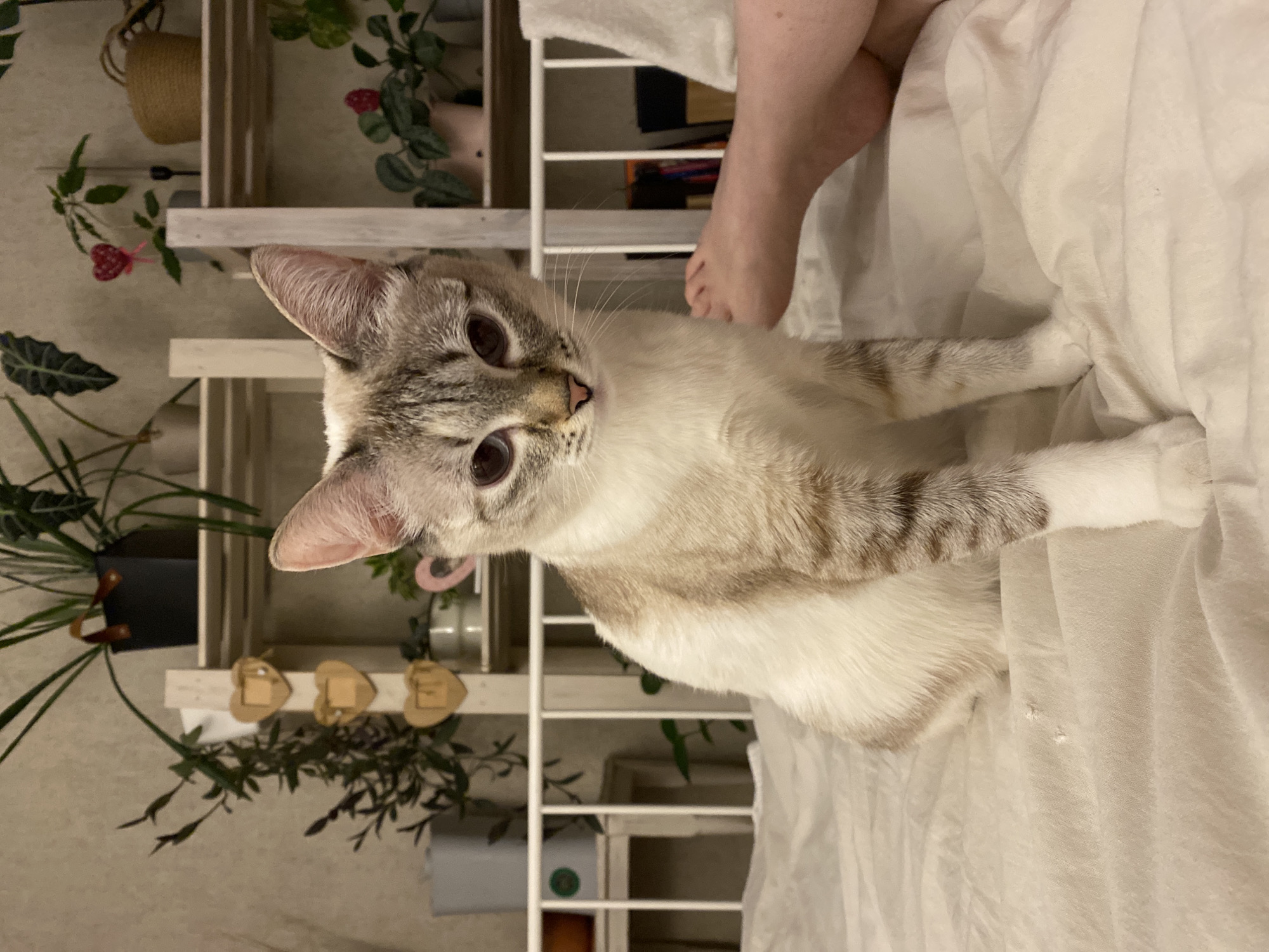 A cat with tan and white fur is lying on a white sheet or blanket. In the background is a white shelving unit with various plants and decorative items. A person's leg is visible near the top of the image, resting on the white bedding. The location is not discernible from the image.