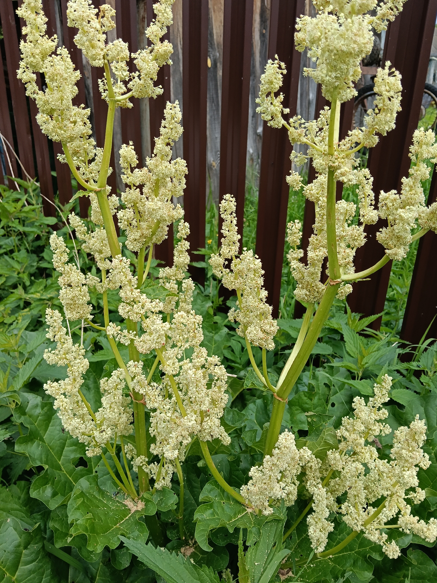 The image shows several flowering rhubarb plants in front of a brown wooden fence. The rhubarb has large green leaves and tall stalks topped with clusters of small, creamy-white flowers. There is also some green grass and other leafy plants around the base of the rhubarb. A bicycle is partially visible behind the fence. The image was taken in Красный Маяк, Russia.